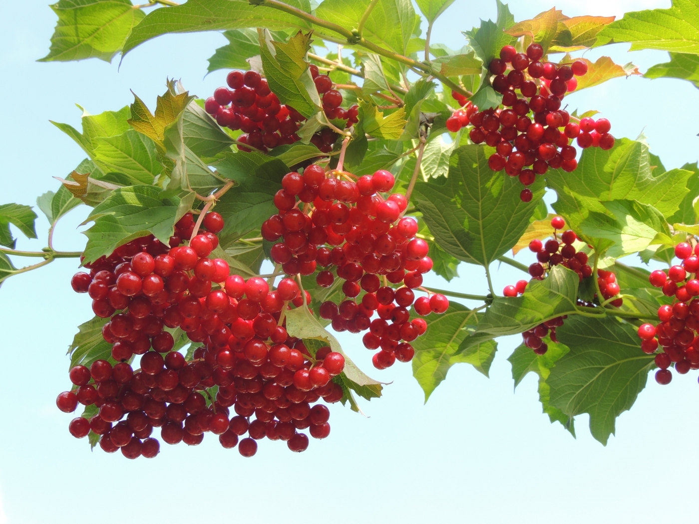 Free download wallpaper Plants, Leaves, Berries on your PC desktop