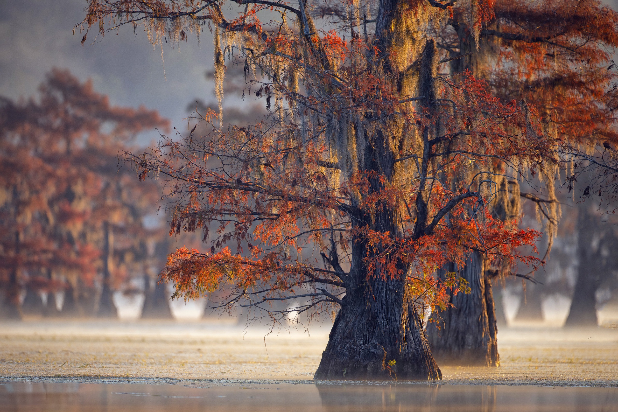 Baixe gratuitamente a imagem Árvores, Outono, Árvore, Terra/natureza, Neblina na área de trabalho do seu PC