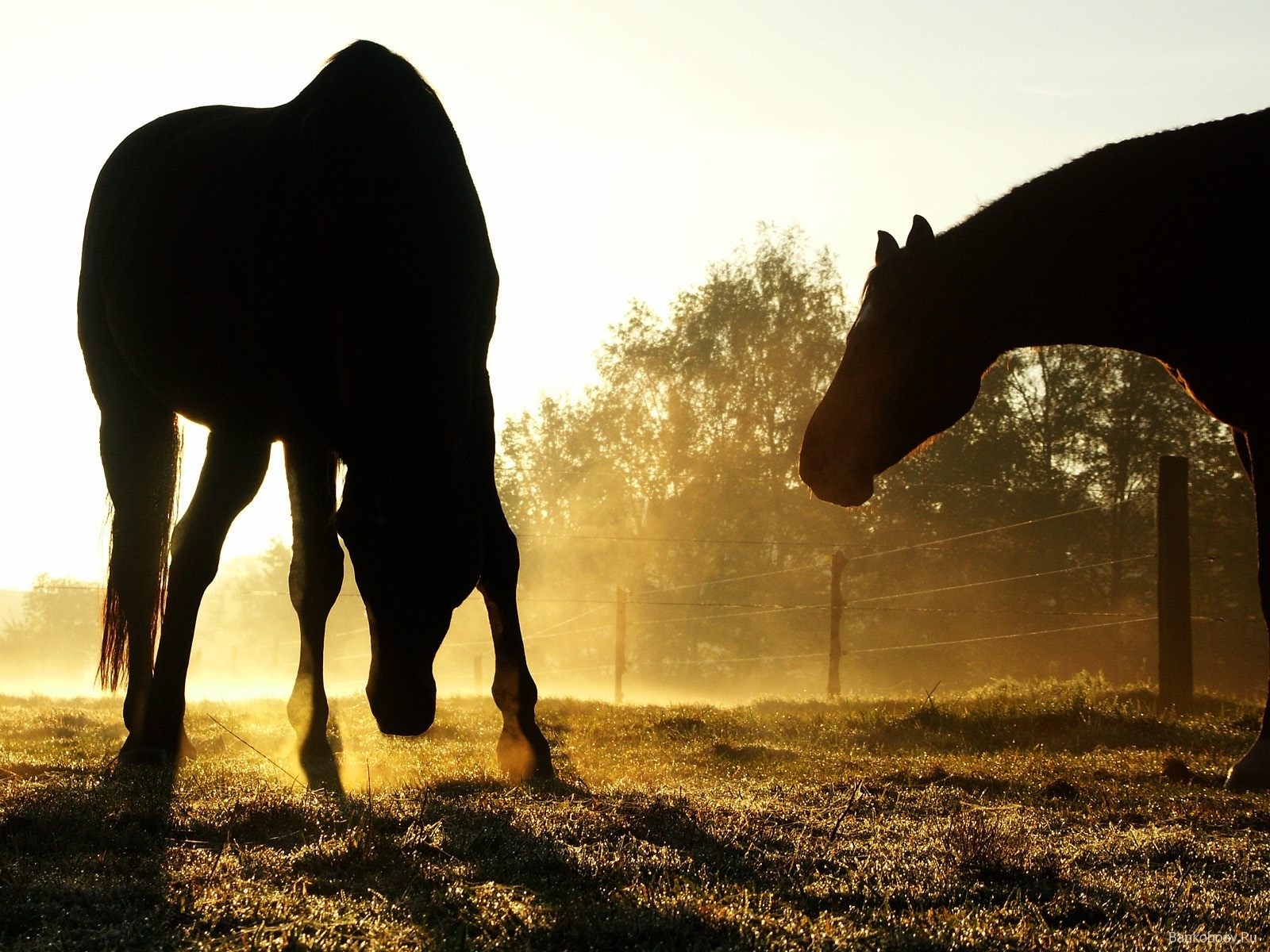 3236 descargar imagen caballos, animales: fondos de pantalla y protectores de pantalla gratis