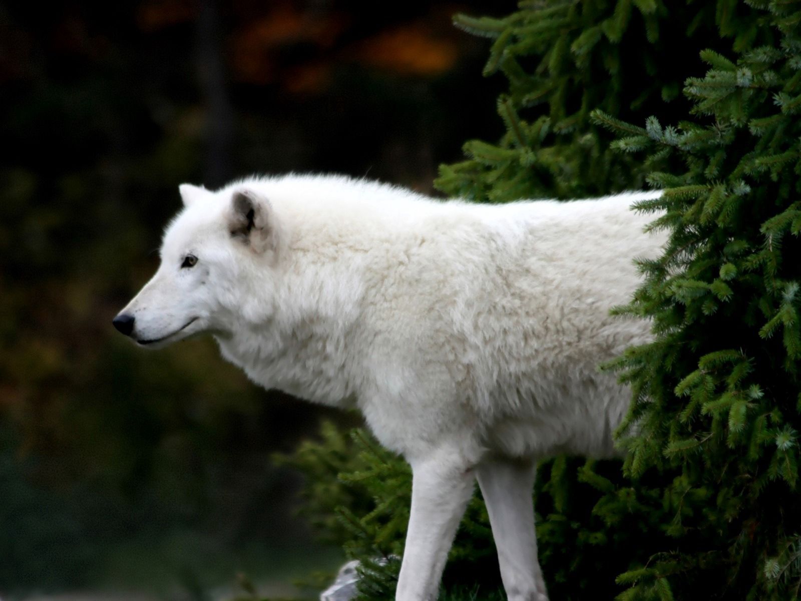 無料モバイル壁紙動物, 木, モミ, 白い, スプルース, 木材, 狼をダウンロードします。