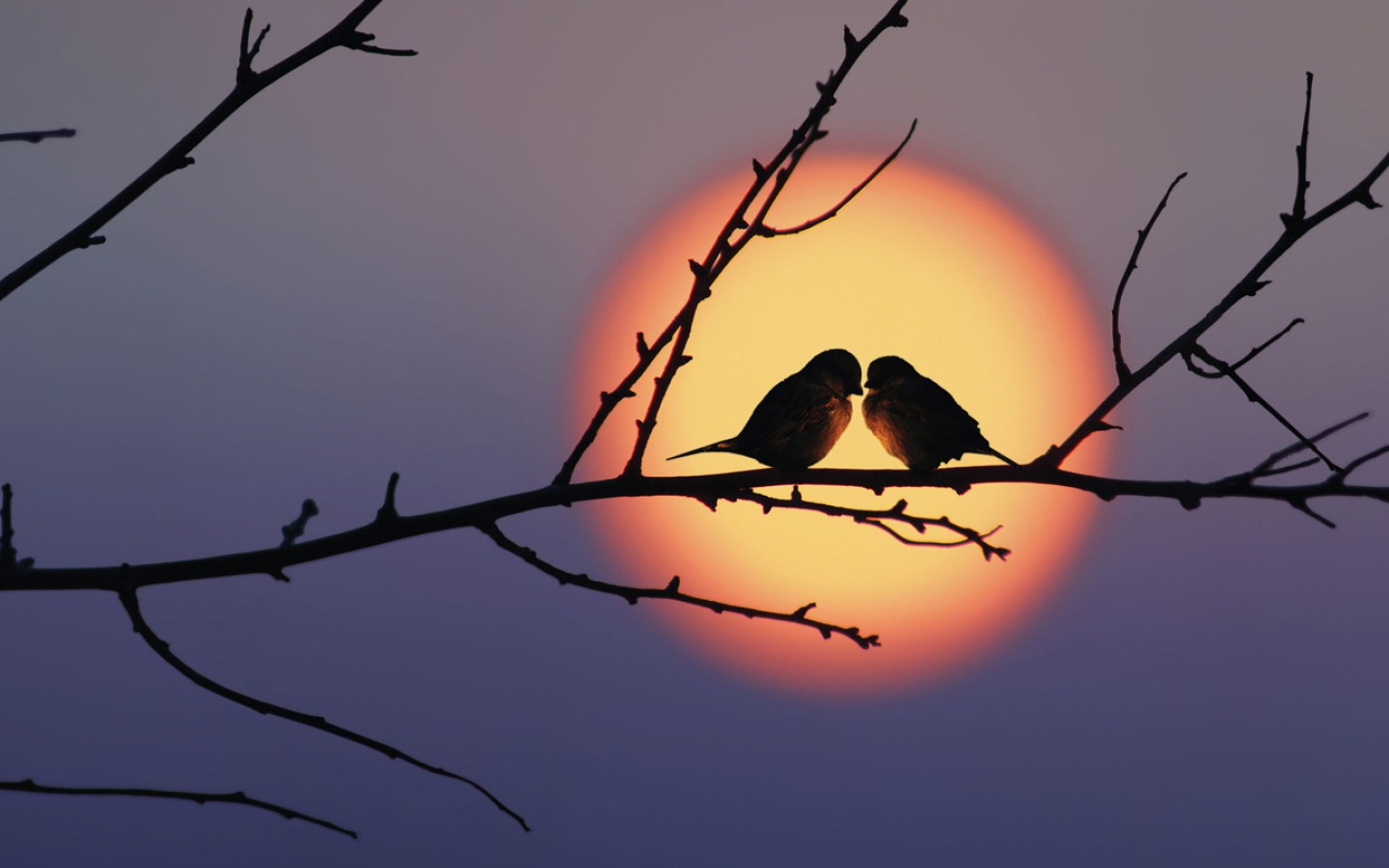 Download mobile wallpaper Birds, Sunset, Sun, Love, Bird, Branch, Animal for free.