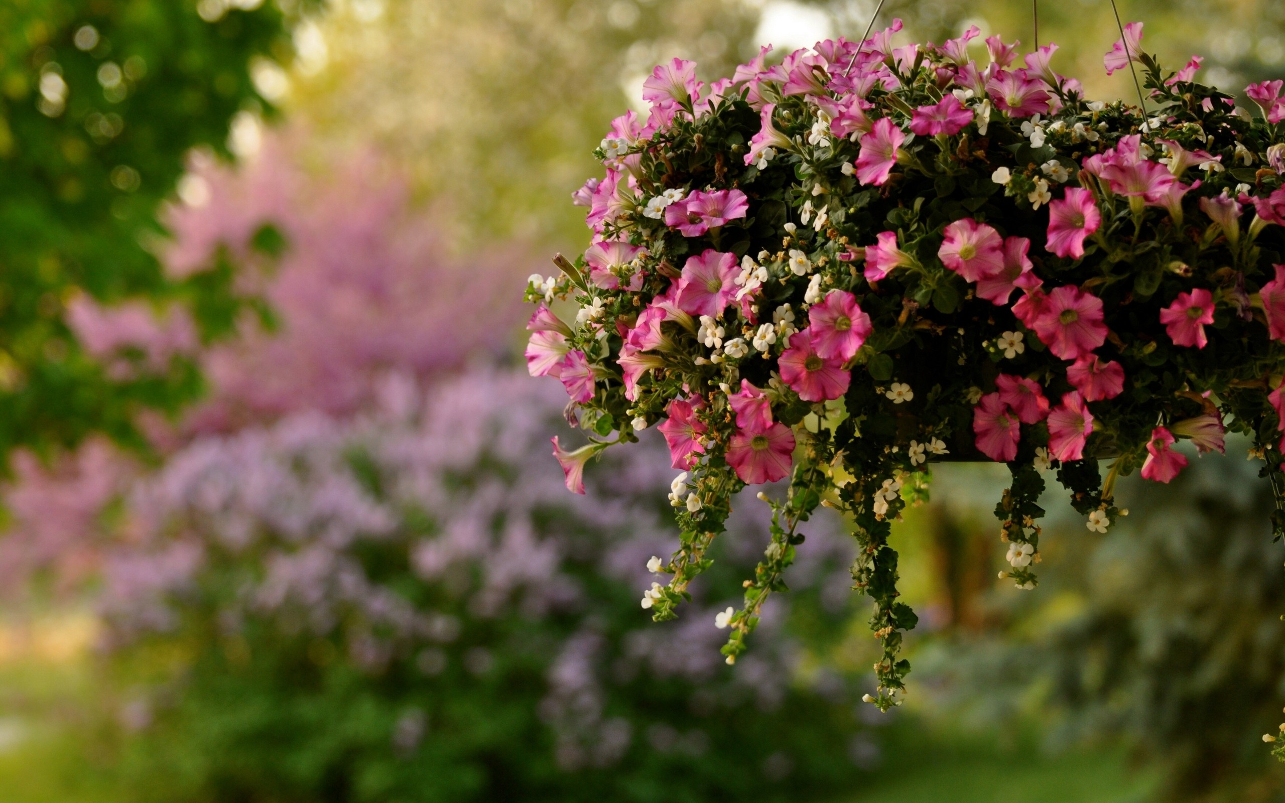 Handy-Wallpaper Blumen, Blume, Erde/natur kostenlos herunterladen.