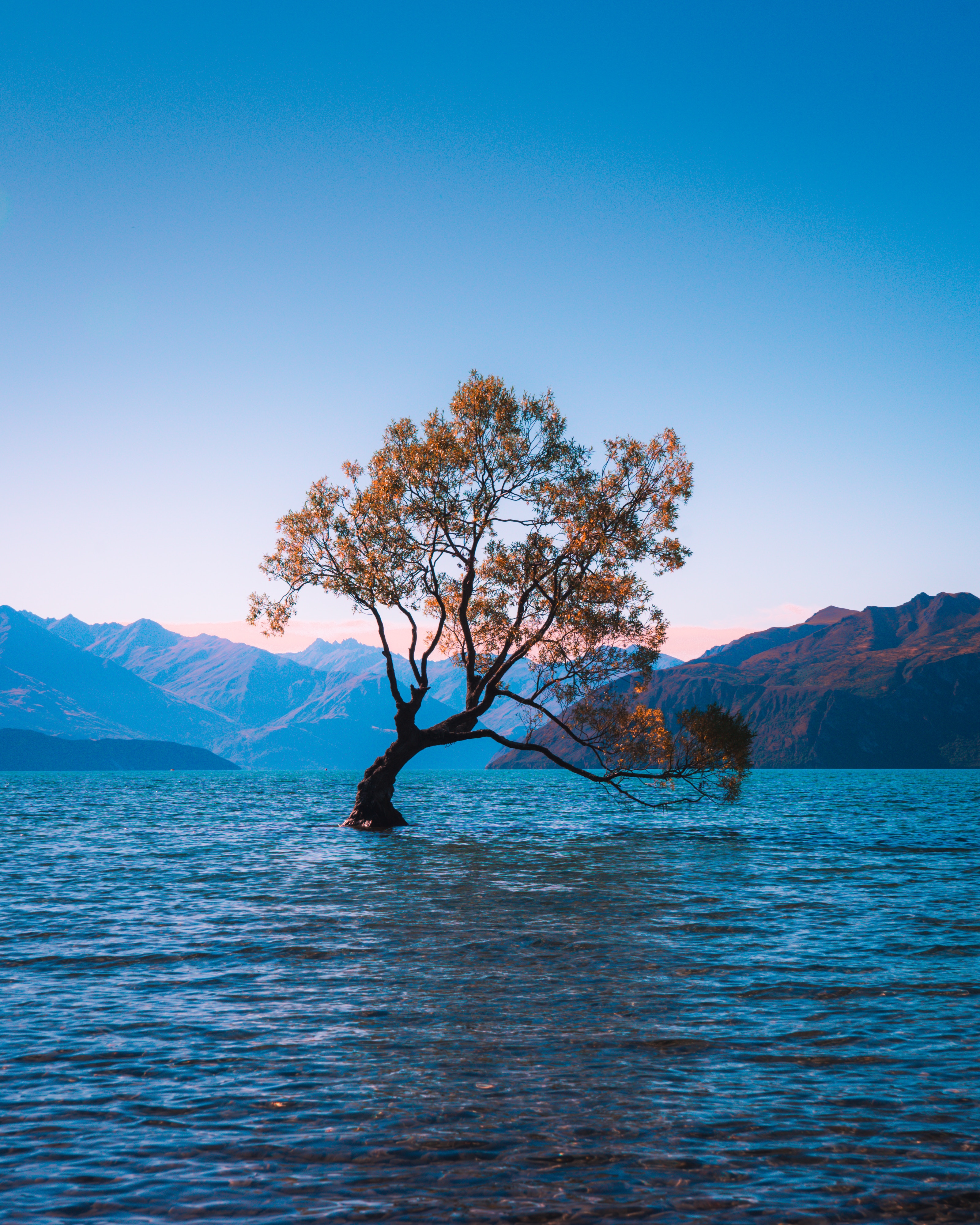 Descarga gratis la imagen Wanaka, Naturaleza, Lago, Nueva Zelanda, Madera, Árbol, Solo, Solitario en el escritorio de tu PC