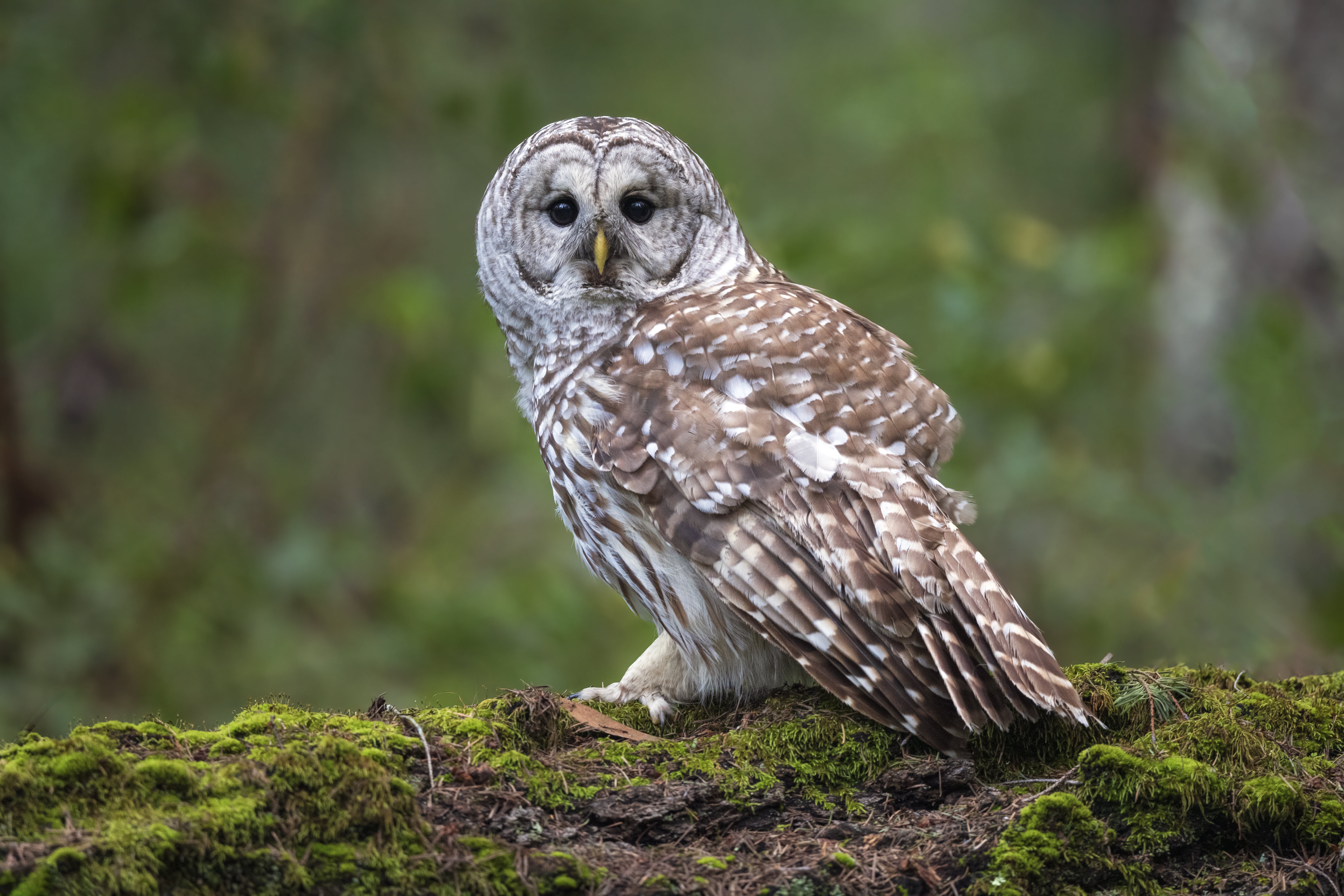 Descarga gratuita de fondo de pantalla para móvil de Animales, Búho, Aves.