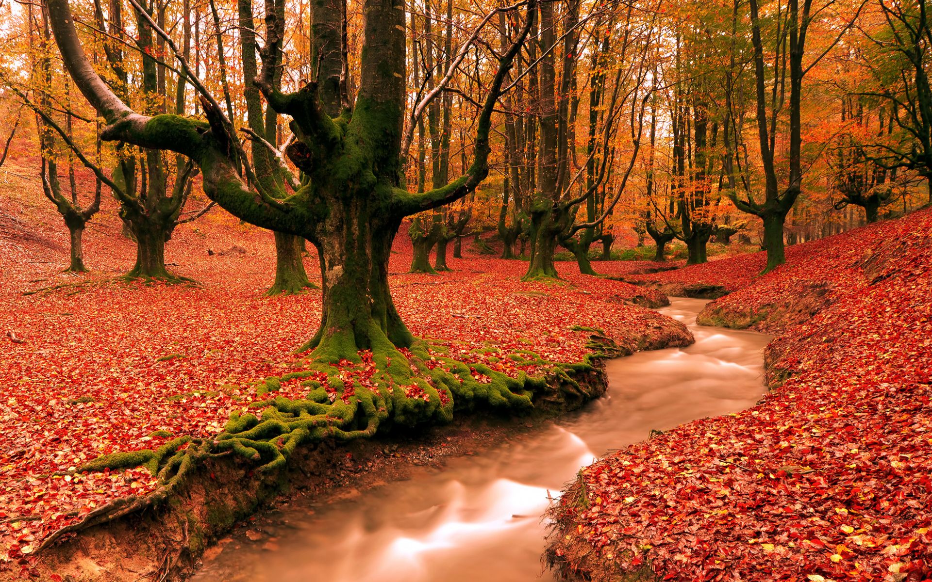 Download mobile wallpaper Fall, Earth for free.