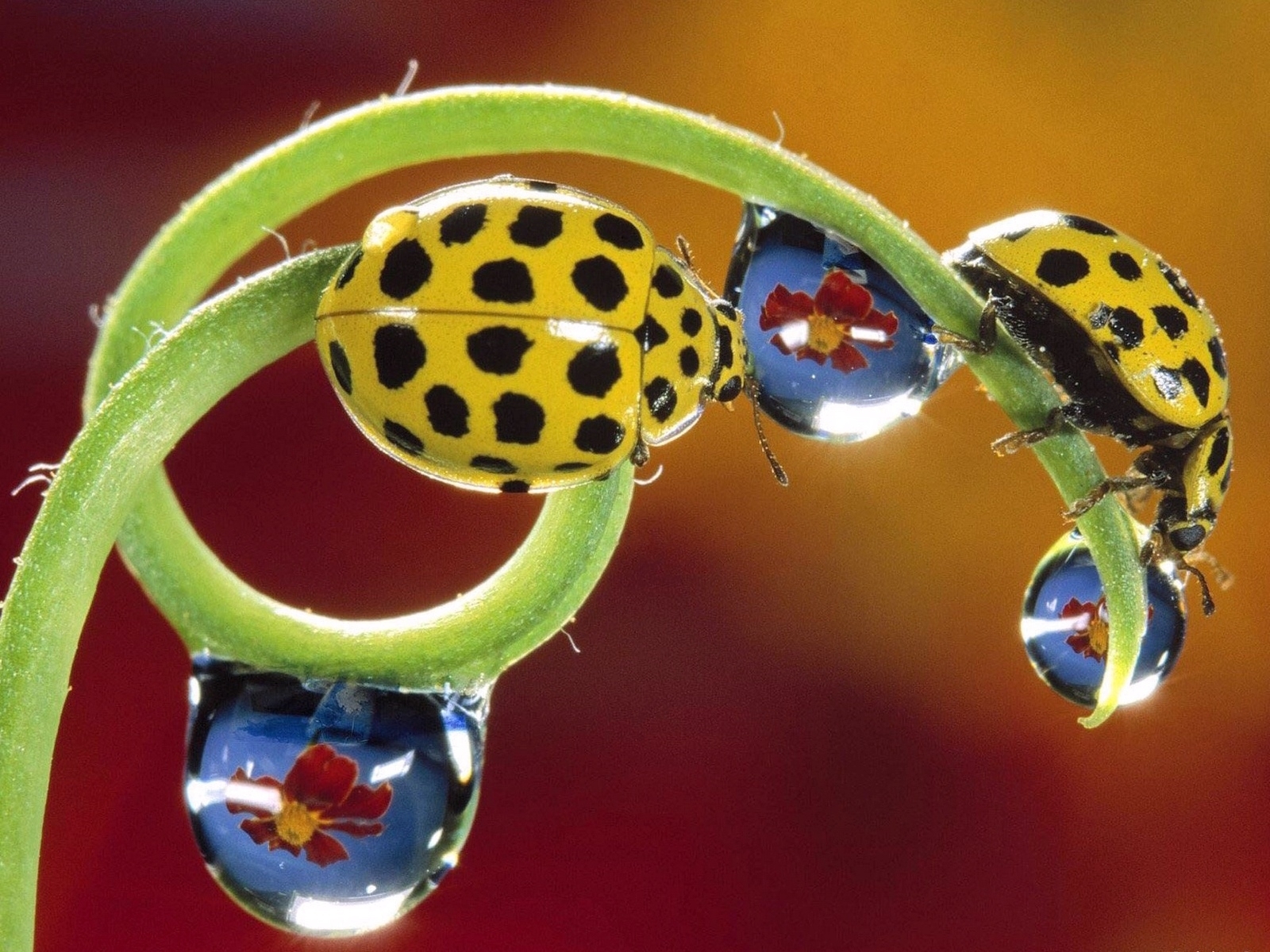 Free download wallpaper Animal, Ladybug on your PC desktop