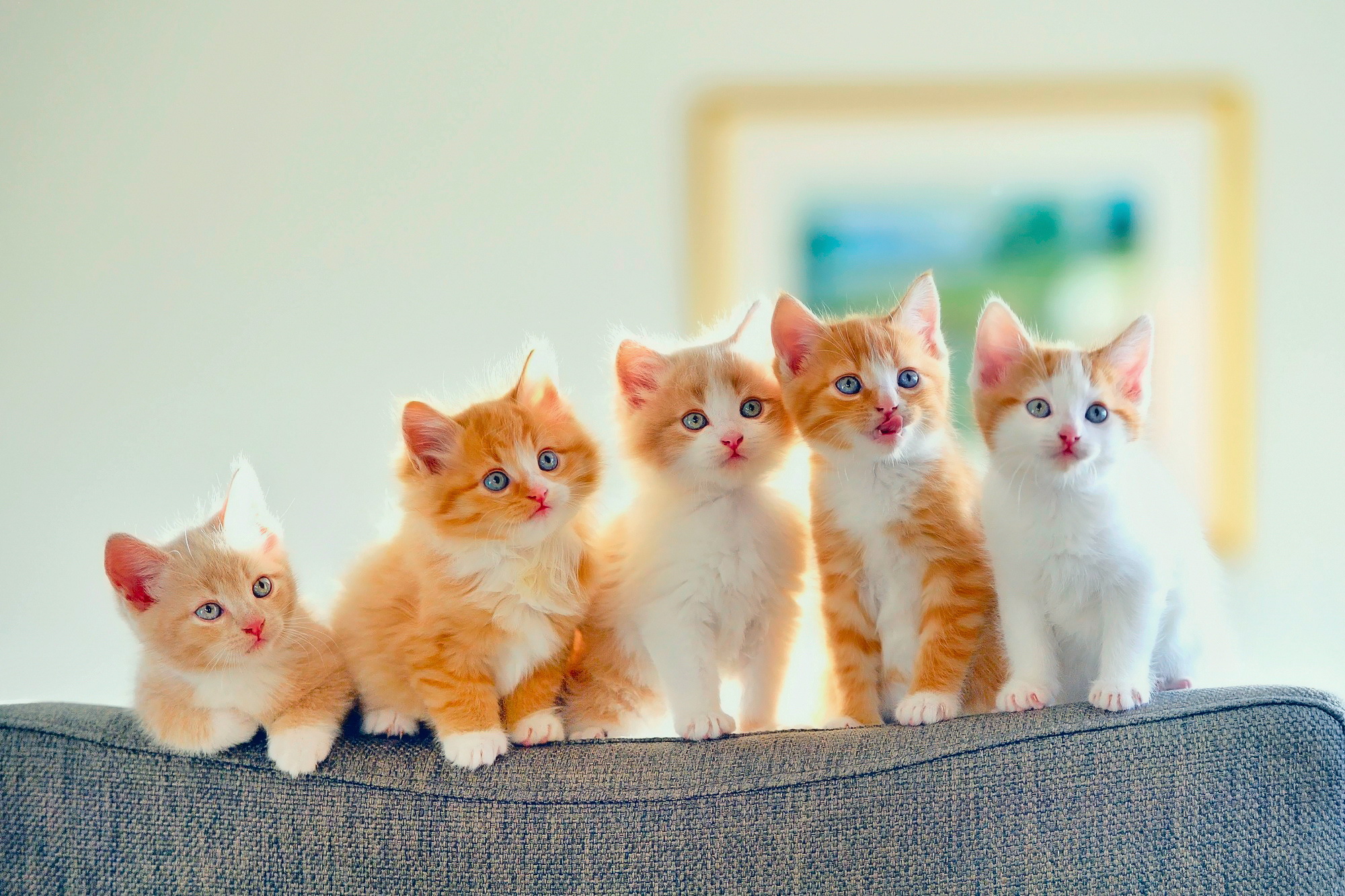 Free download wallpaper Cats, Cat, Kitten, Animal, Baby Animal on your PC desktop