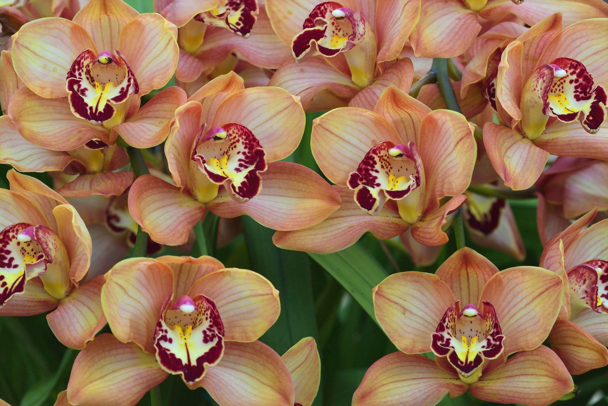 Free download wallpaper Flowers, Flower, Earth, Orchid, Peach Flower on your PC desktop