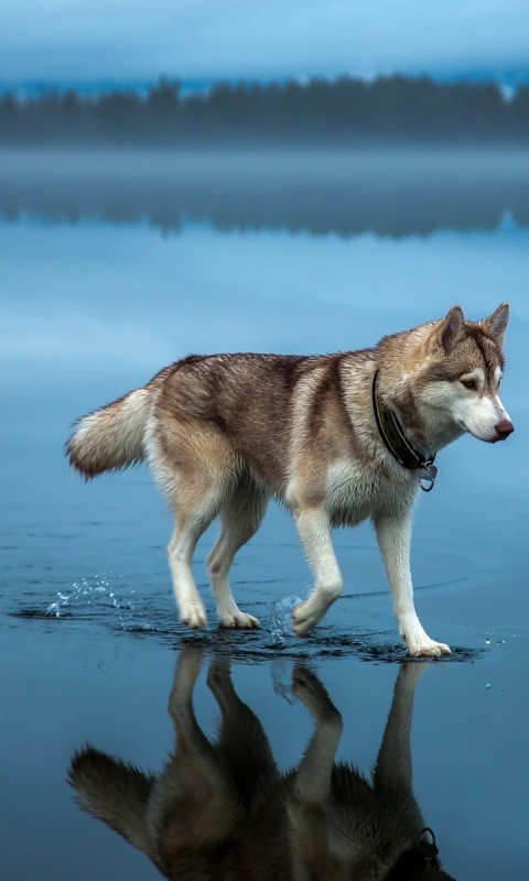 Download mobile wallpaper Dogs, Animal, Husky for free.