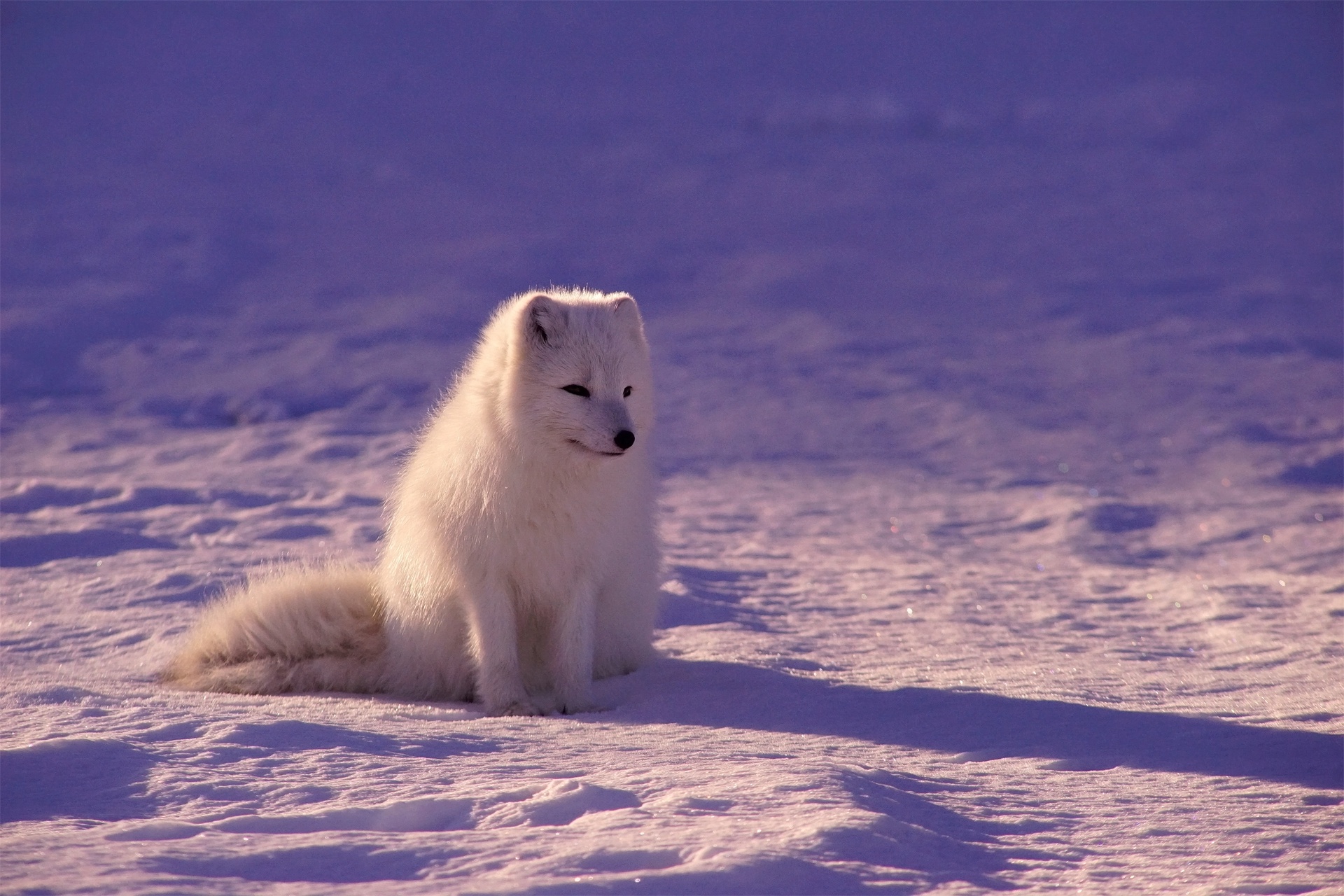 Baixe gratuitamente a imagem Animais, Cães, Neve, Raposa Do Ártico na área de trabalho do seu PC