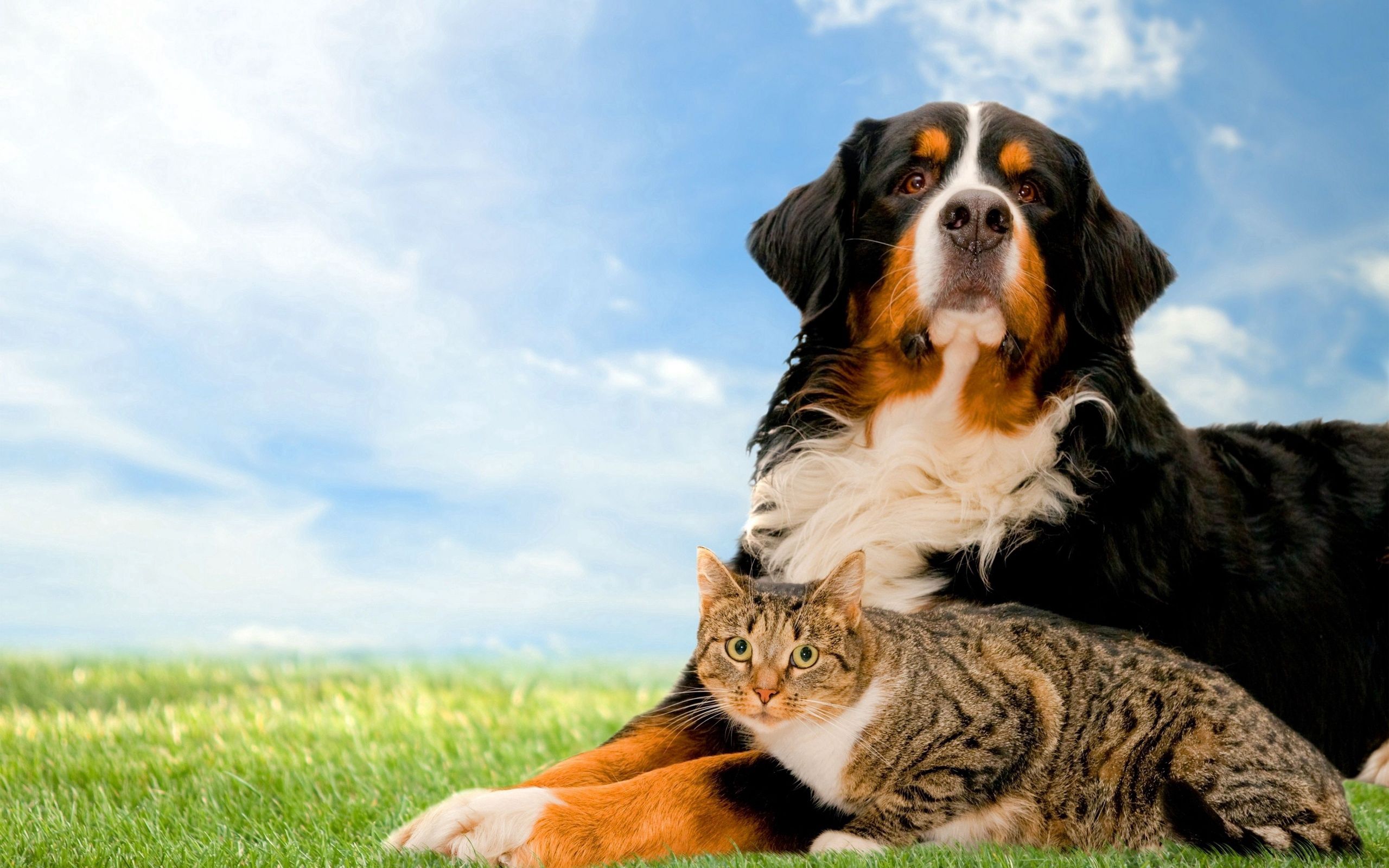 Download mobile wallpaper Grass, Dog, Animals, Nature, Cat, Friends for free.