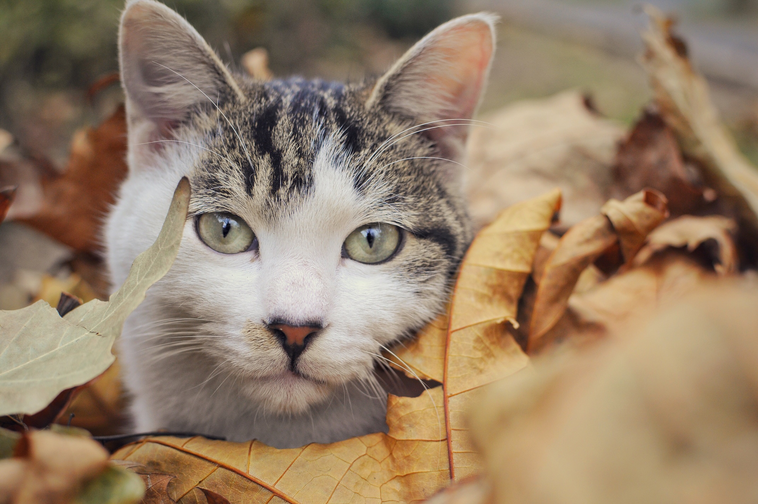 Download mobile wallpaper Cats, Cat, Close Up, Leaf, Animal for free.