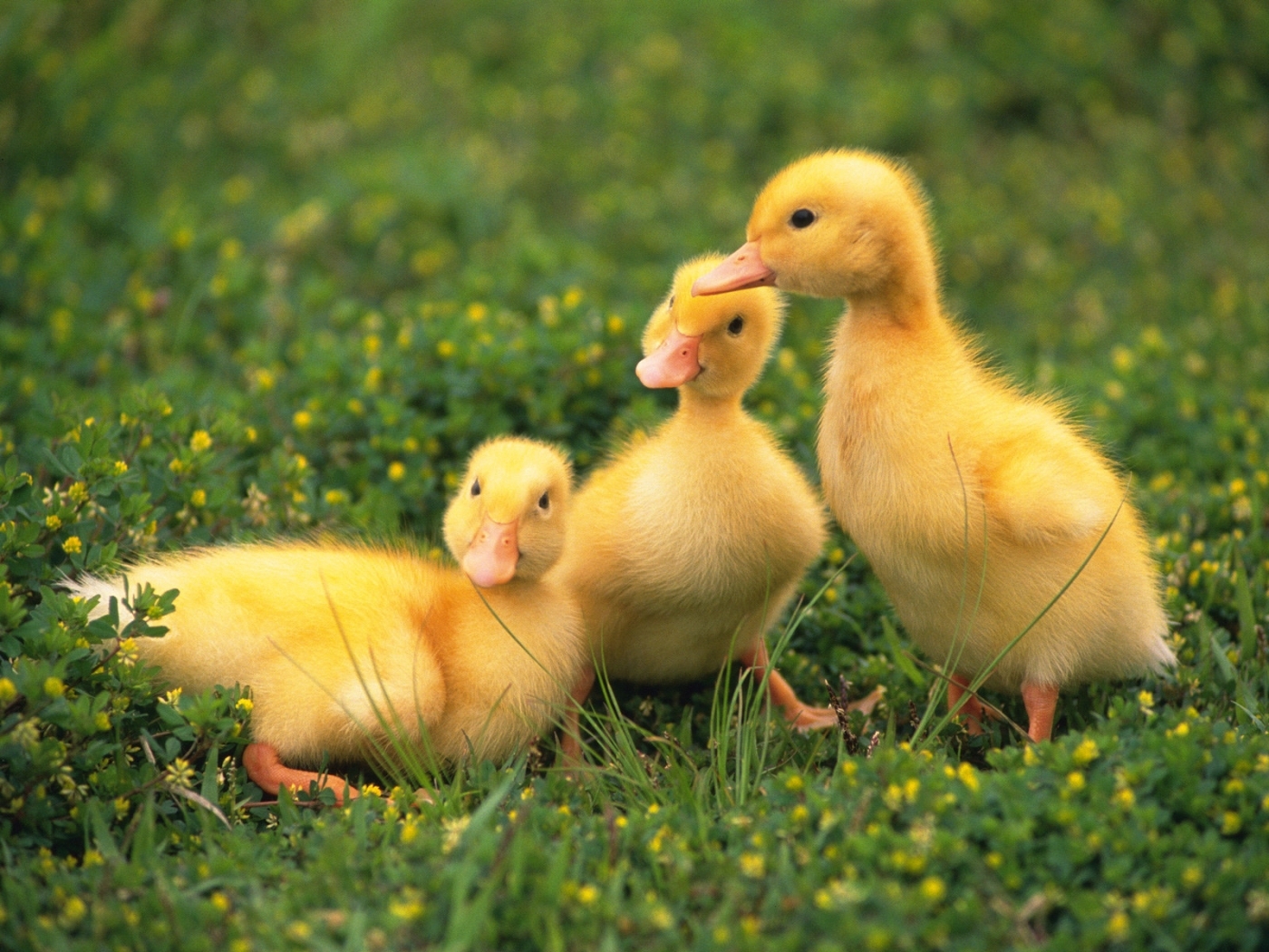 Download mobile wallpaper Ducks, Animals, Birds for free.