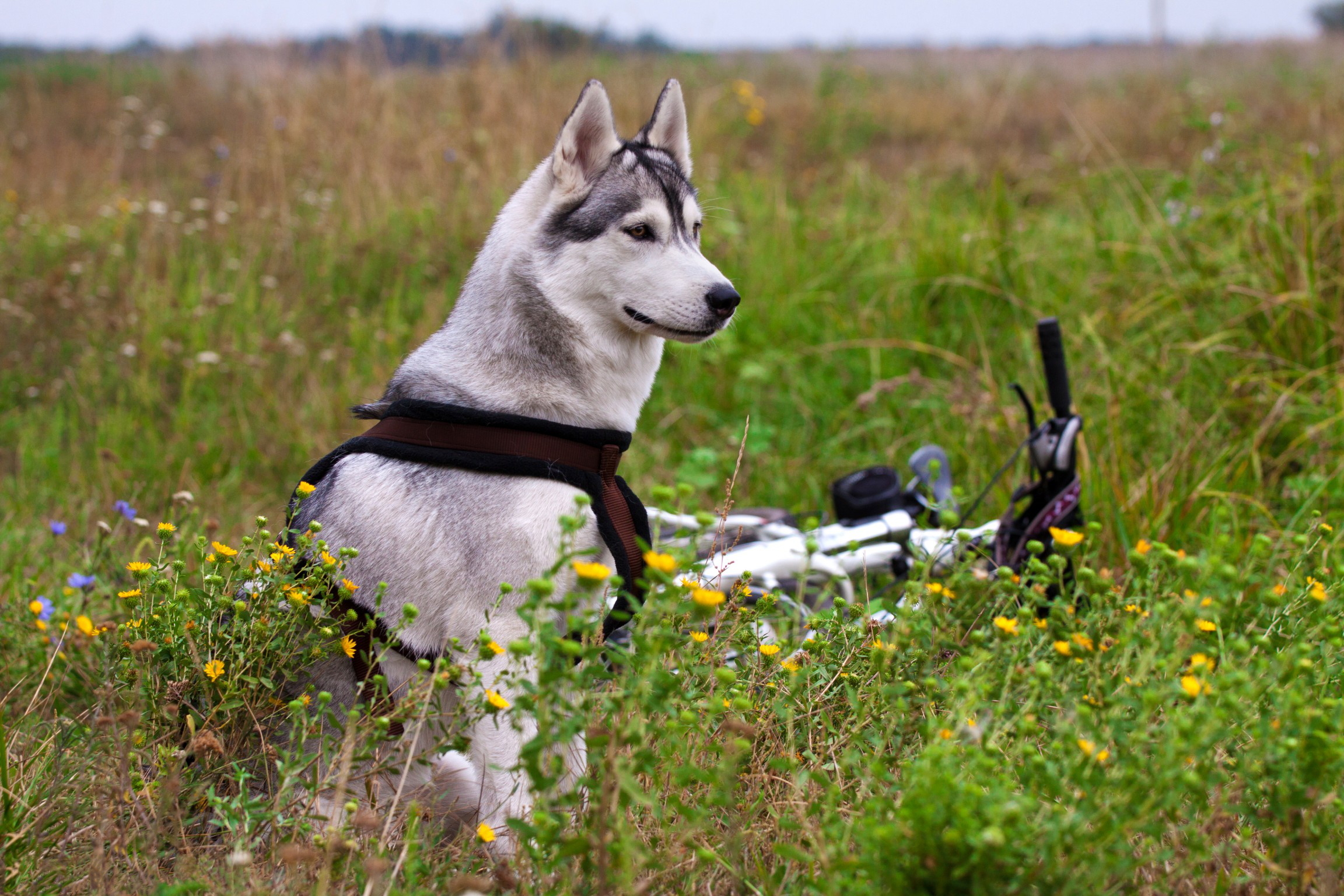 PCデスクトップに動物, 犬画像を無料でダウンロード