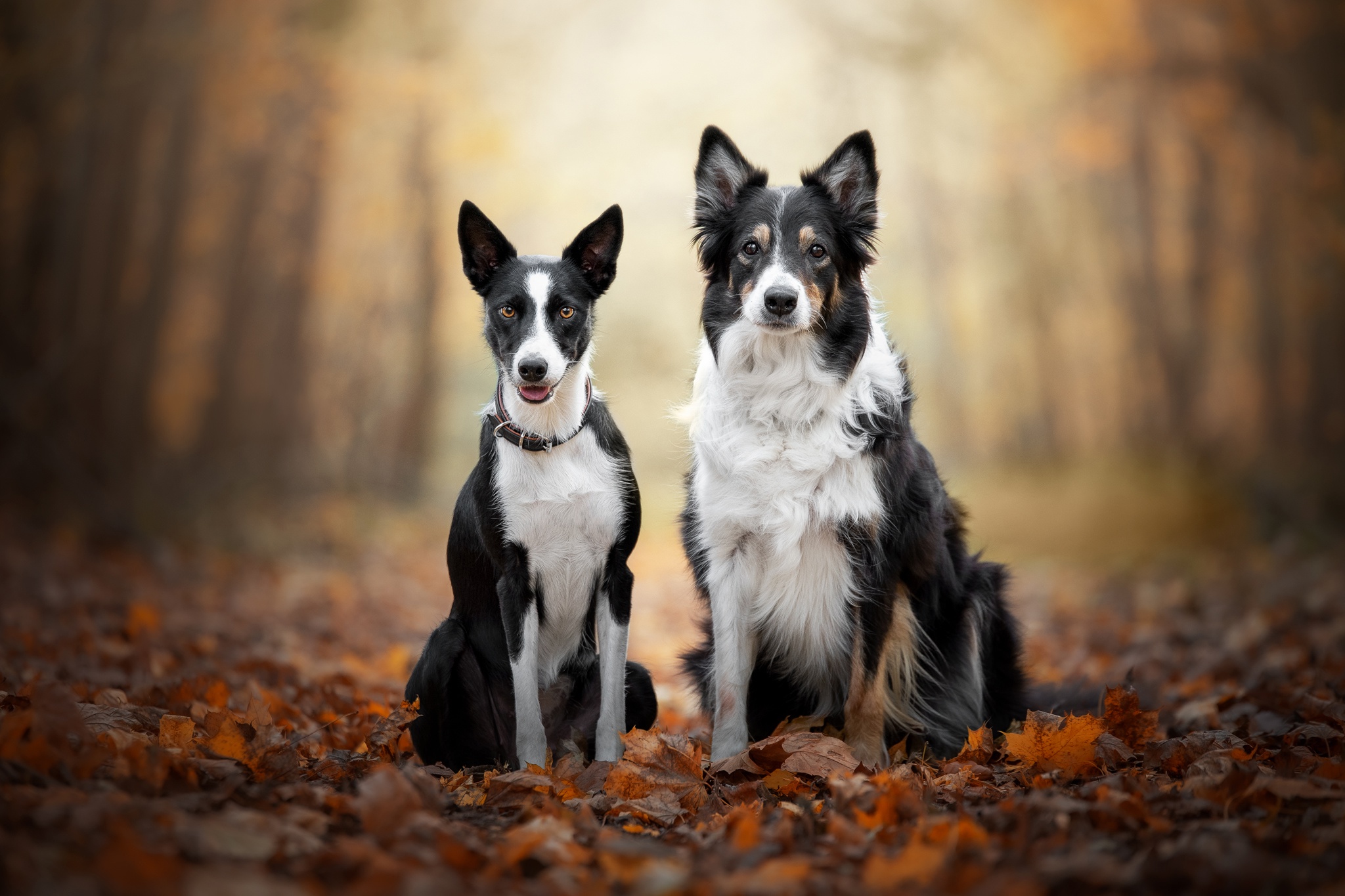 Download mobile wallpaper Dogs, Dog, Animal, Border Collie for free.