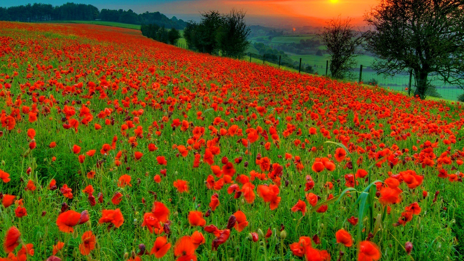 Free download wallpaper Flowers, Sunset, Grass, Earth, Field, Poppy, Red Flower on your PC desktop