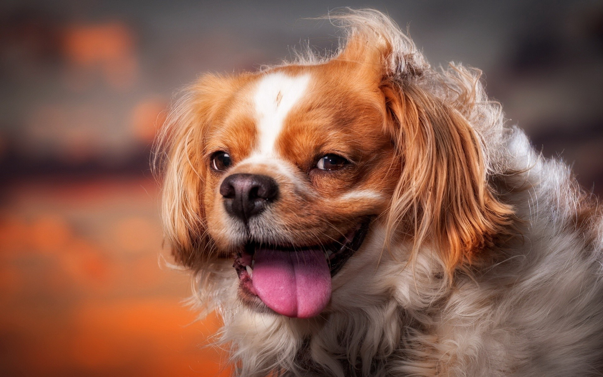Laden Sie das Tiere, Hunde, Hund-Bild kostenlos auf Ihren PC-Desktop herunter