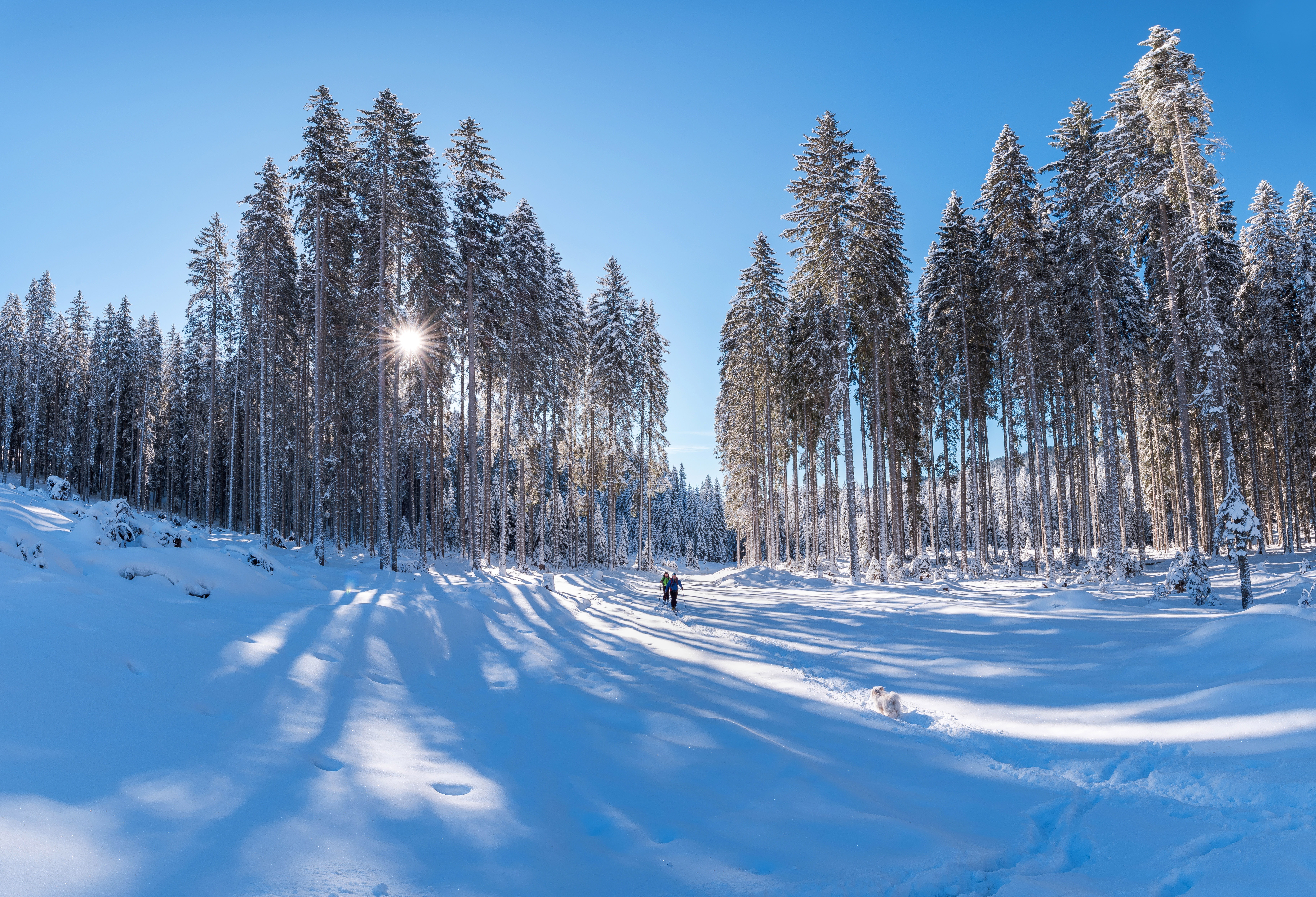 photography, winter, forest, ski, snow