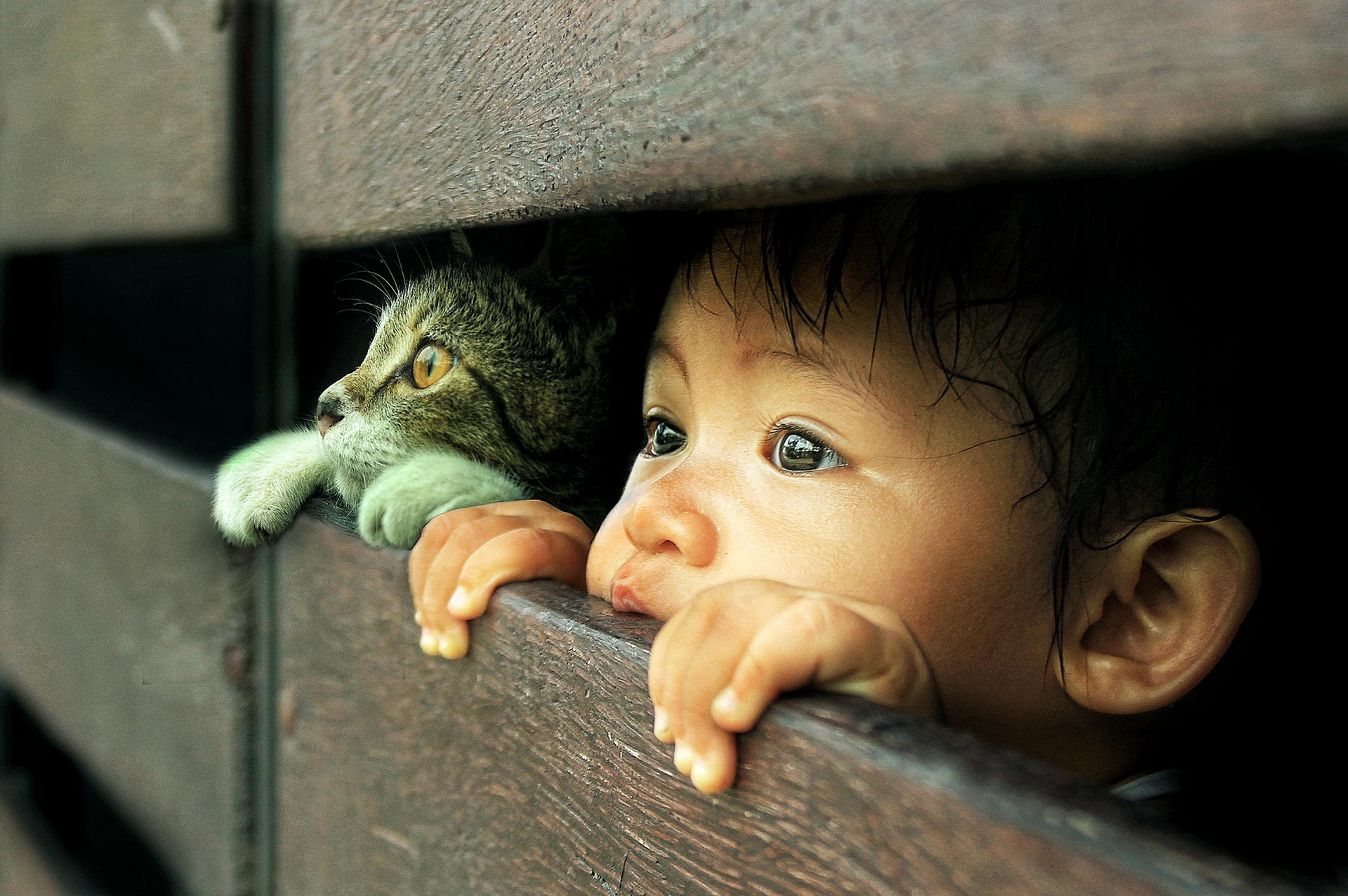 Free download wallpaper Cat, Child, Cute, Photography on your PC desktop