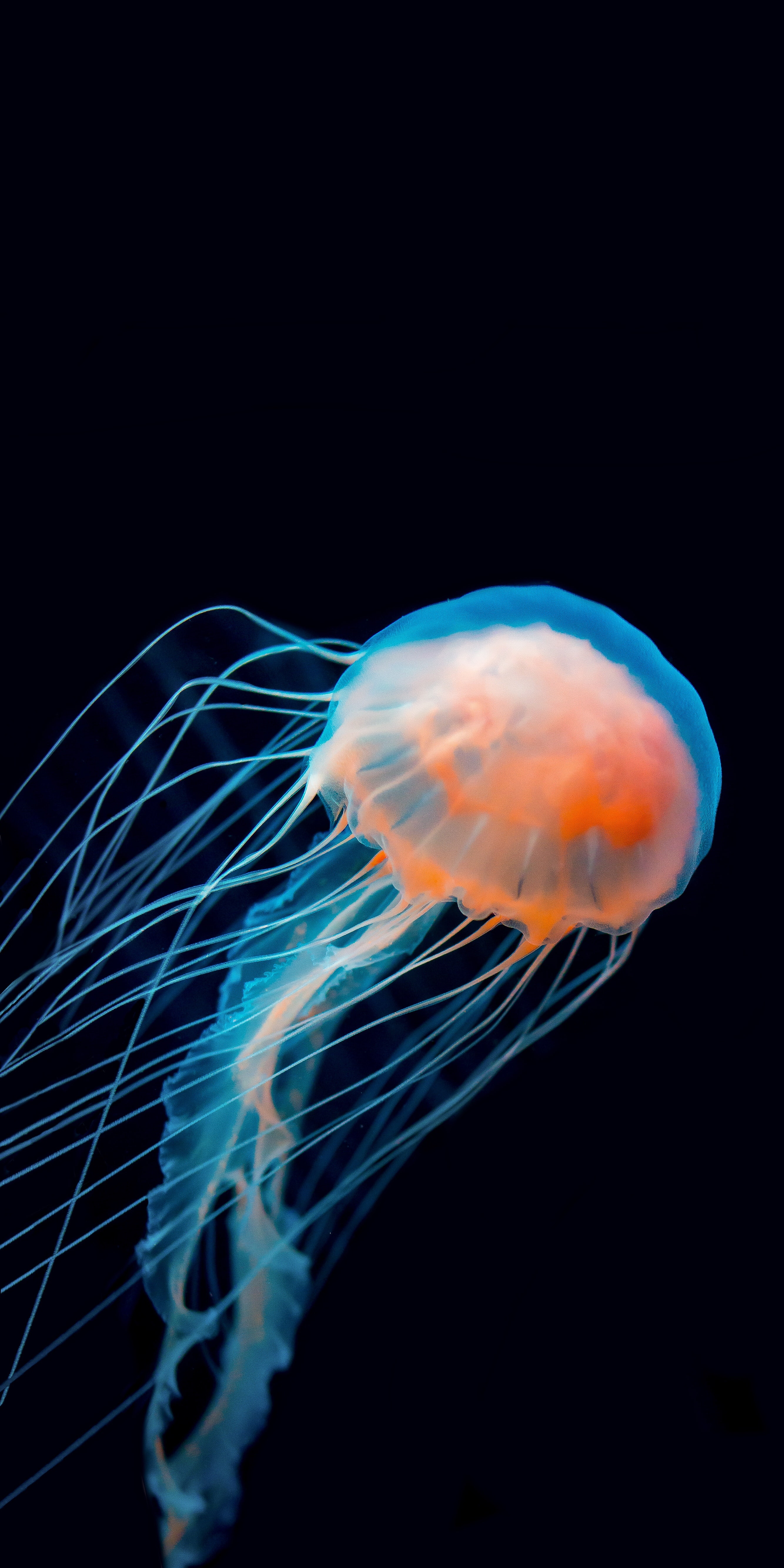 jellyfish, animals, dark, underwater world, tentacle HD wallpaper
