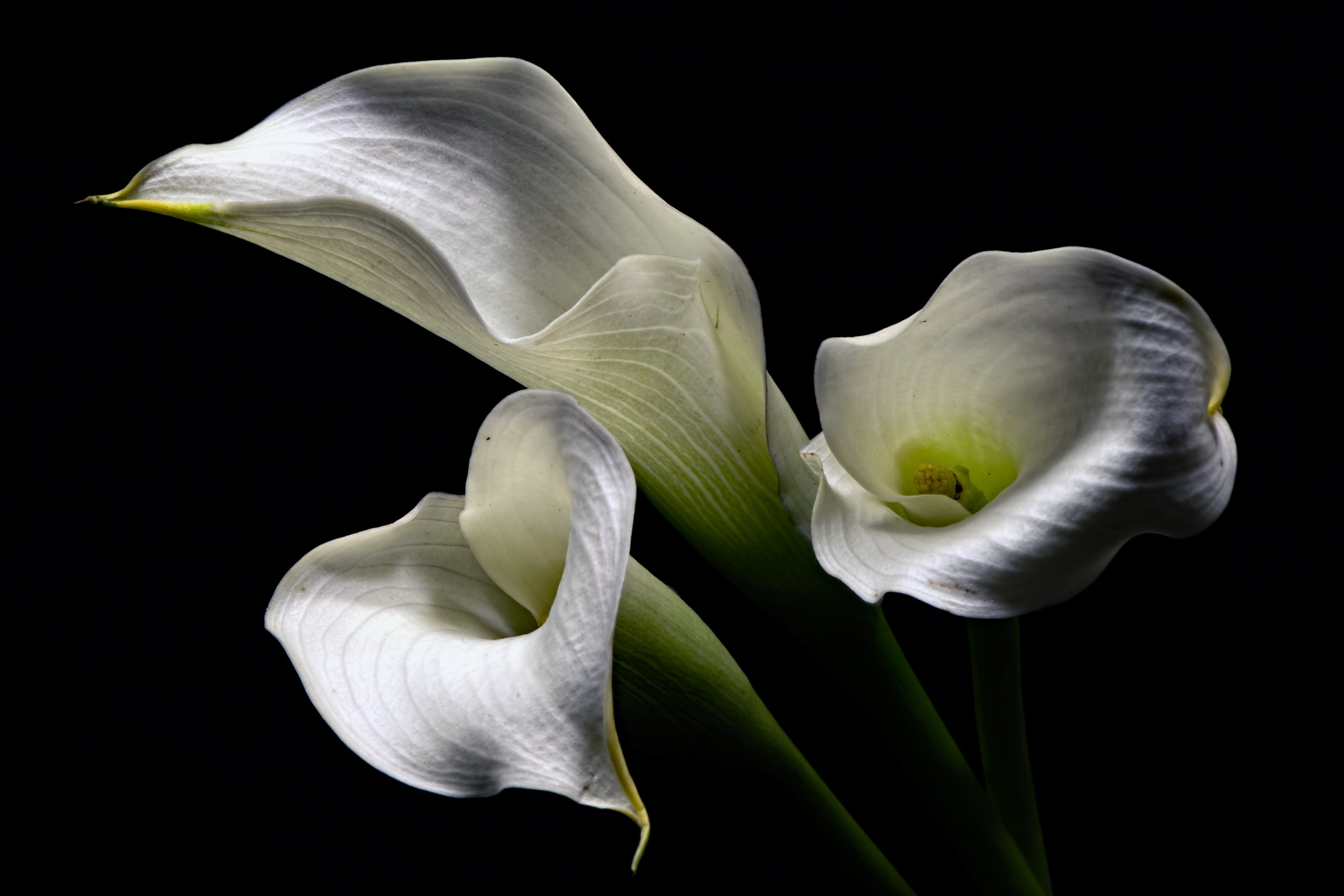 Téléchargez gratuitement l'image Fleurs, Fleur, Calla, Fleur Blanche, Terre/nature sur le bureau de votre PC