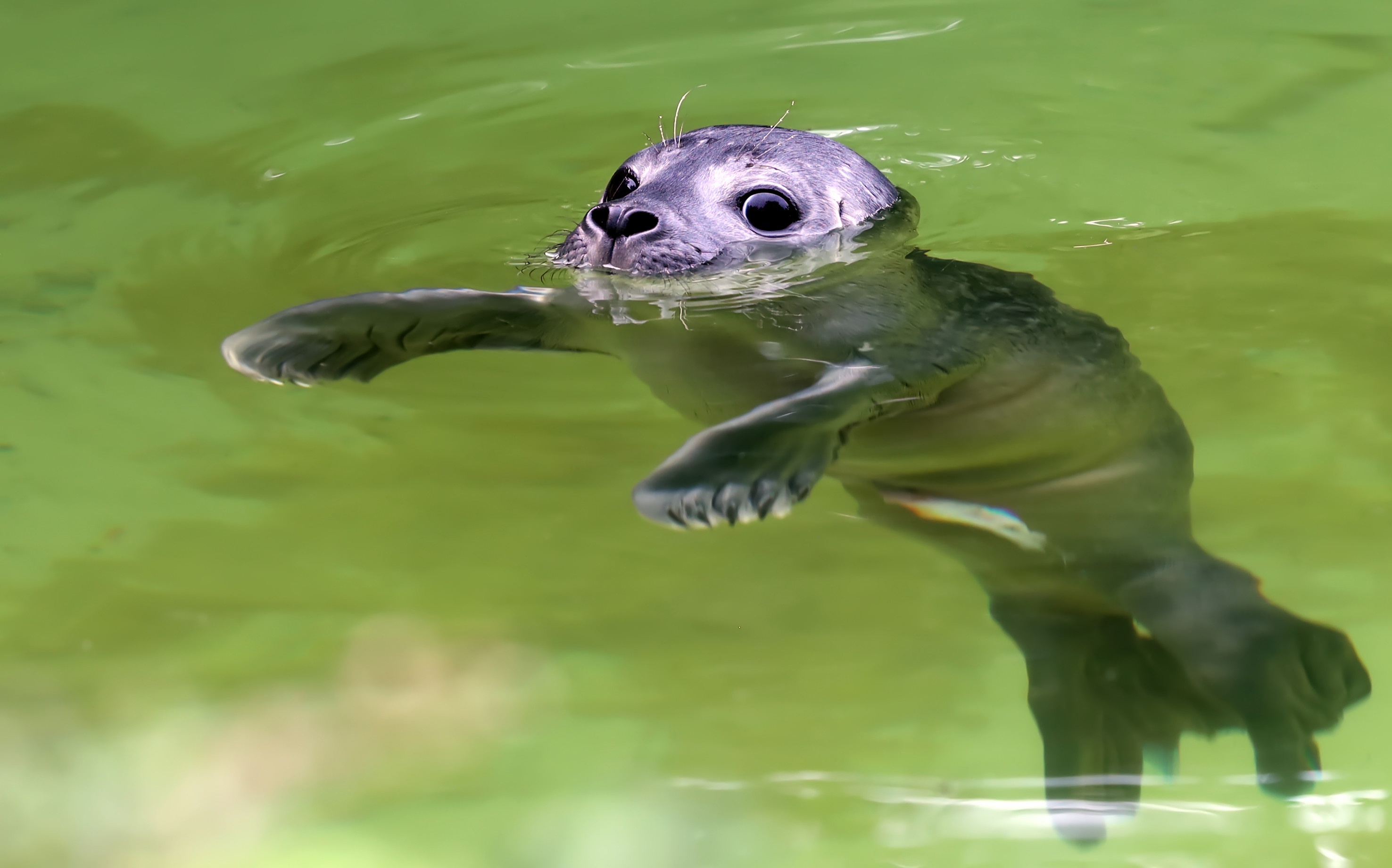 Download mobile wallpaper Seals, Animal, Seal, Baby Animal, Sea Life for free.