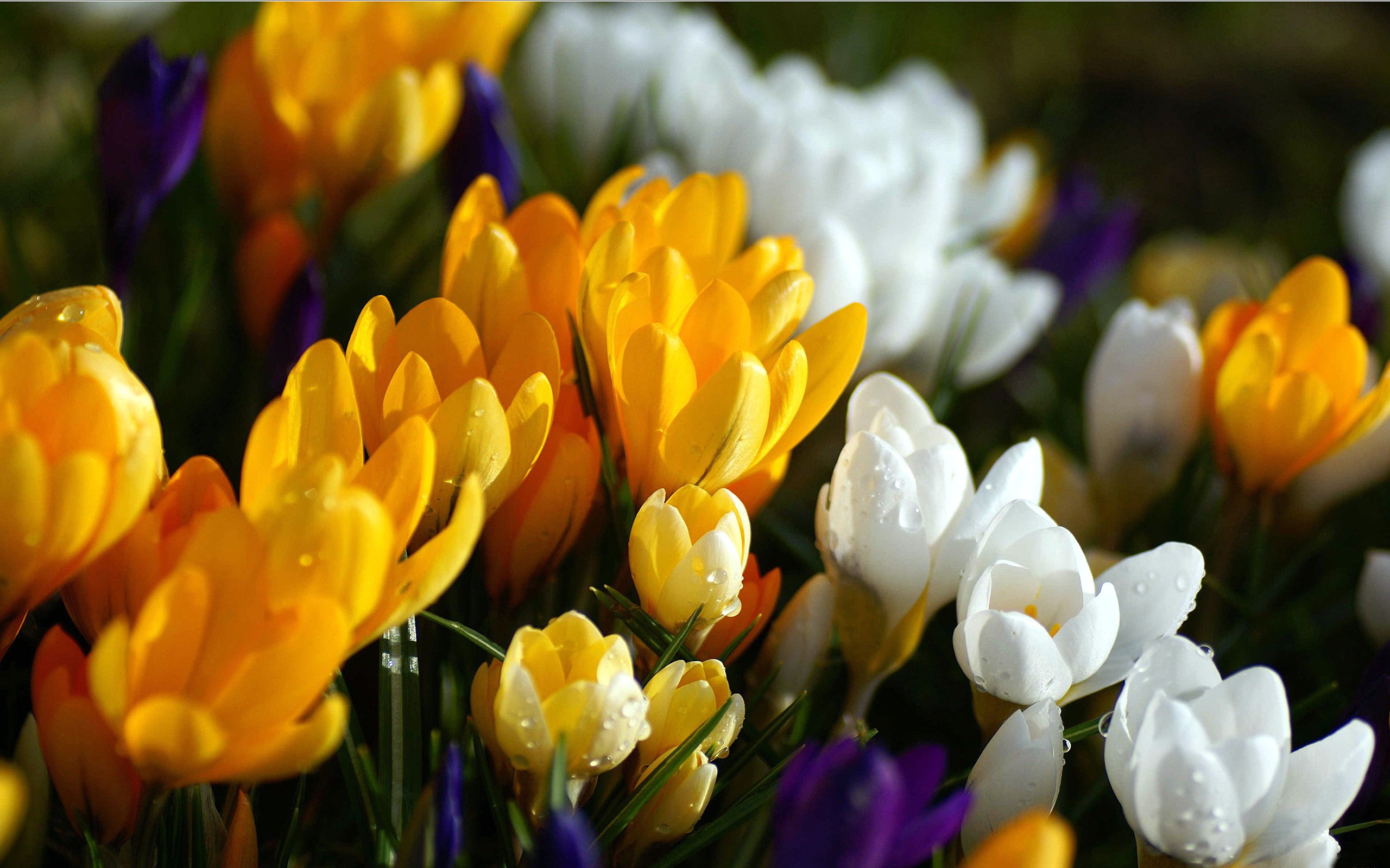 Téléchargez gratuitement l'image Fleurs, Fleur, Crocus, Terre/nature sur le bureau de votre PC