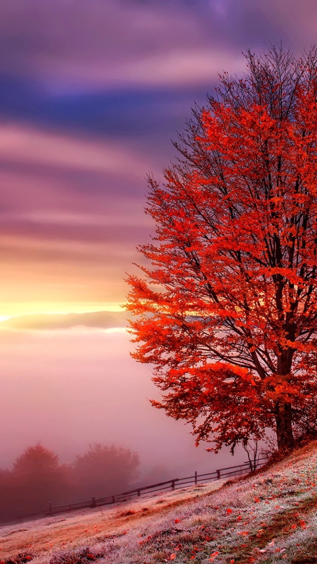 Скачать картинку Деревья, Осень, Дерево, Туман, Падать, Земля/природа в телефон бесплатно.