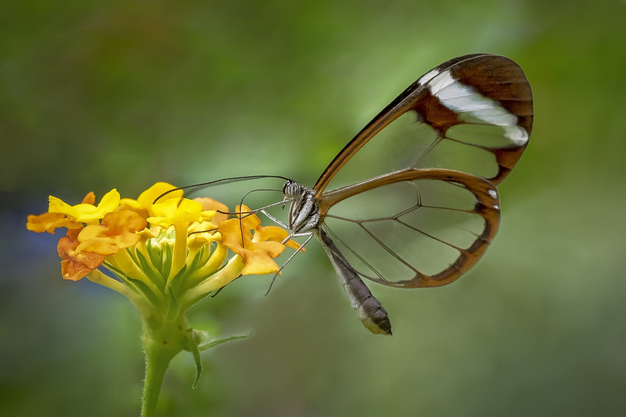 Descarga gratis la imagen Animales, Flor, Insecto, Mariposa, Flor Amarilla, Macrofotografía en el escritorio de tu PC