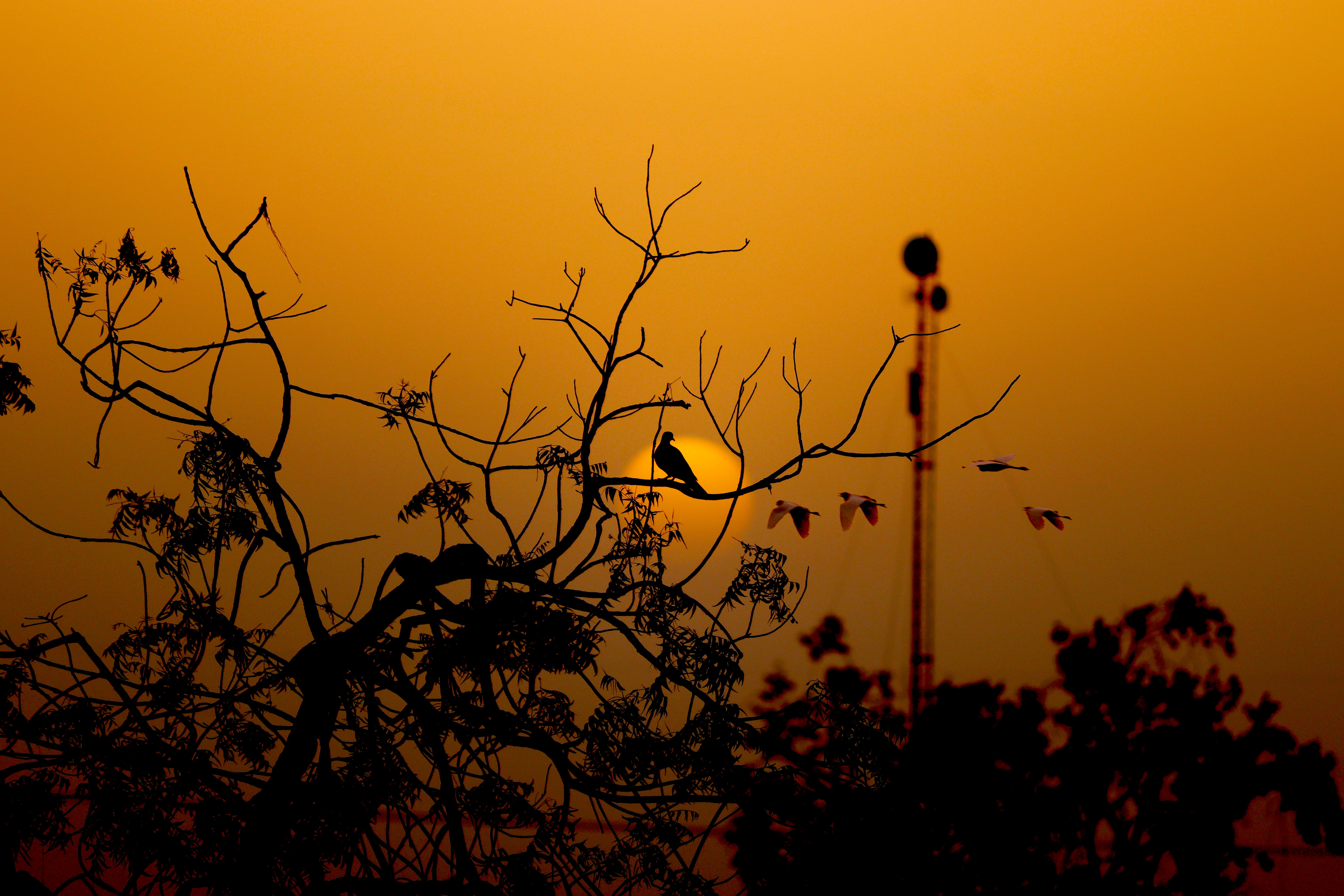 sunset, dark, silhouette, sun, bird, branches Full HD