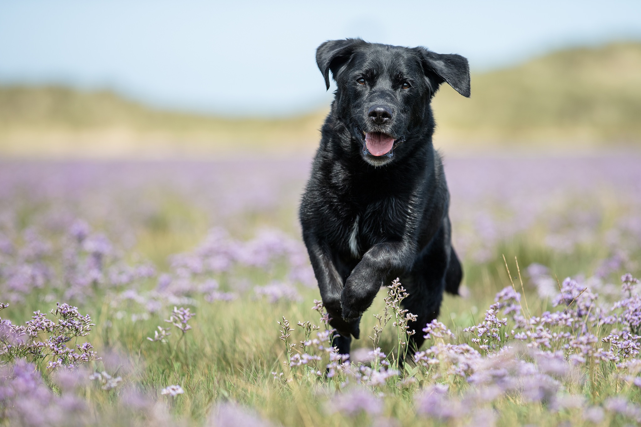 無料モバイル壁紙動物, 犬, ラブラドール・レトリバー, 紫色の花, 被写界深度をダウンロードします。