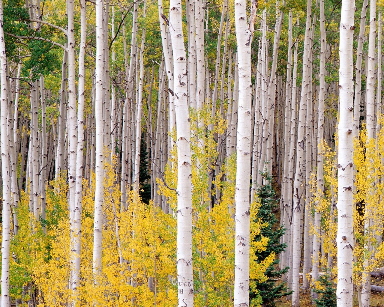 Laden Sie das Baum, Erde/natur-Bild kostenlos auf Ihren PC-Desktop herunter