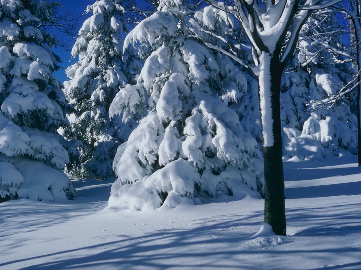 Скачати мобільні шпалери Сніг, Пейзаж, Зима, Дерева безкоштовно.