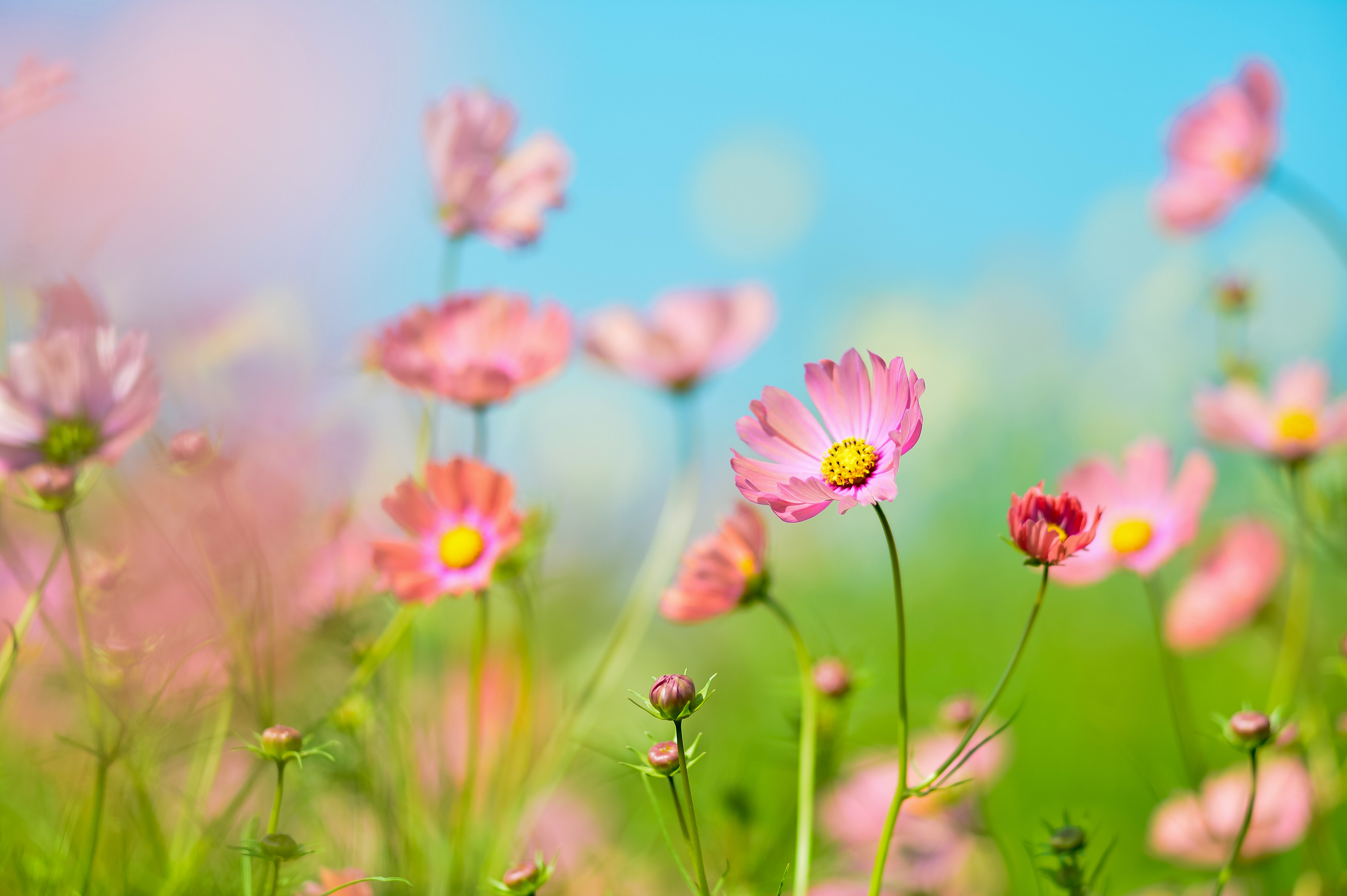 Téléchargez gratuitement l'image Fleurs, Fleur, Terre/nature sur le bureau de votre PC