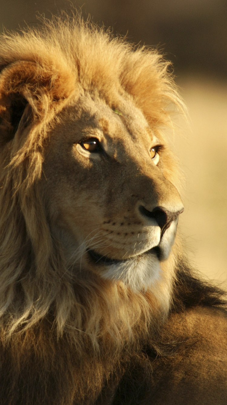 Téléchargez des papiers peints mobile Animaux, Chats, Lion gratuitement.