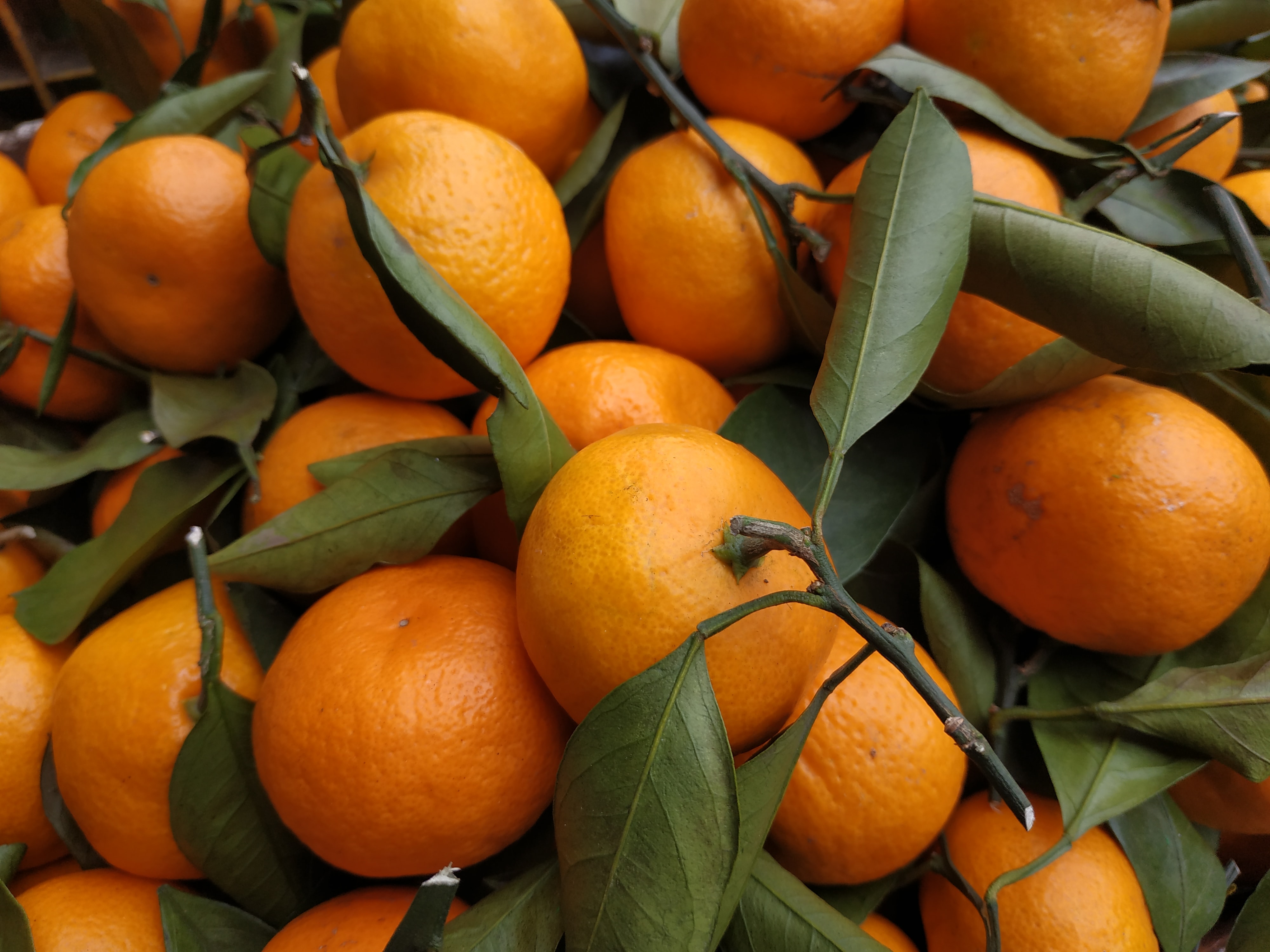 57989 завантажити картинку цитрус, фрукти, їжа, листя, мандарини, помаранчевий, цитрусові, оранжевий - шпалери і заставки безкоштовно