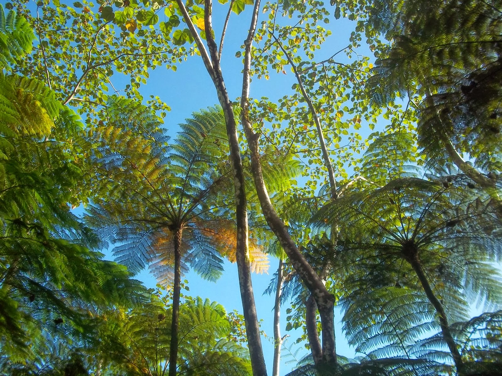 Baixe gratuitamente a imagem Floresta, Terra/natureza na área de trabalho do seu PC