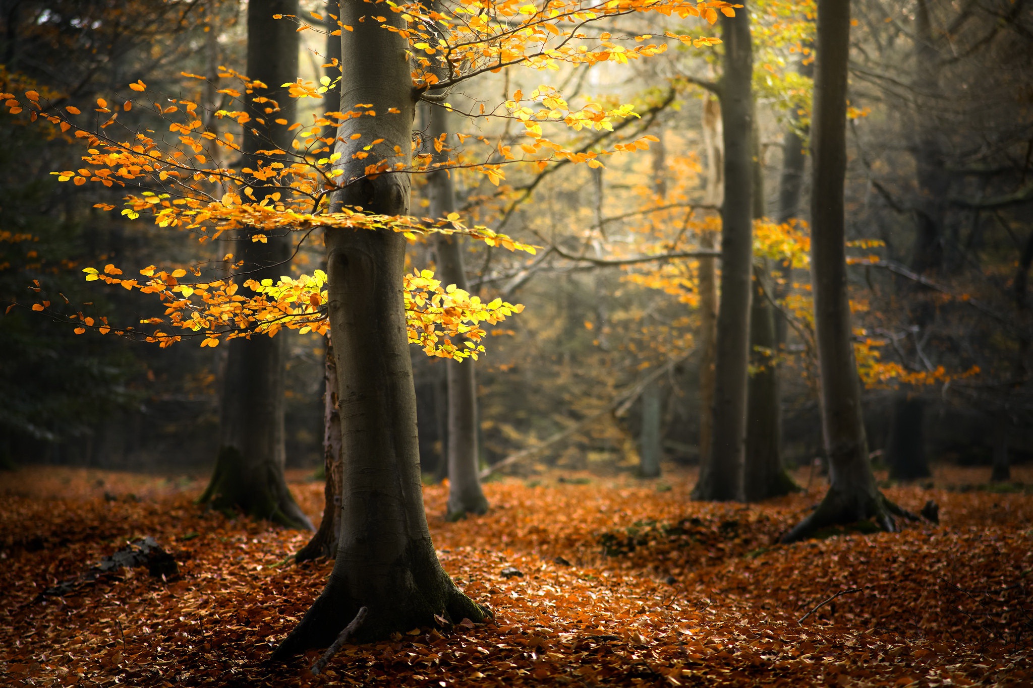 Téléchargez des papiers peints mobile Automne, Forêt, Lumière Du Soleil, La Nature, Terre/nature gratuitement.