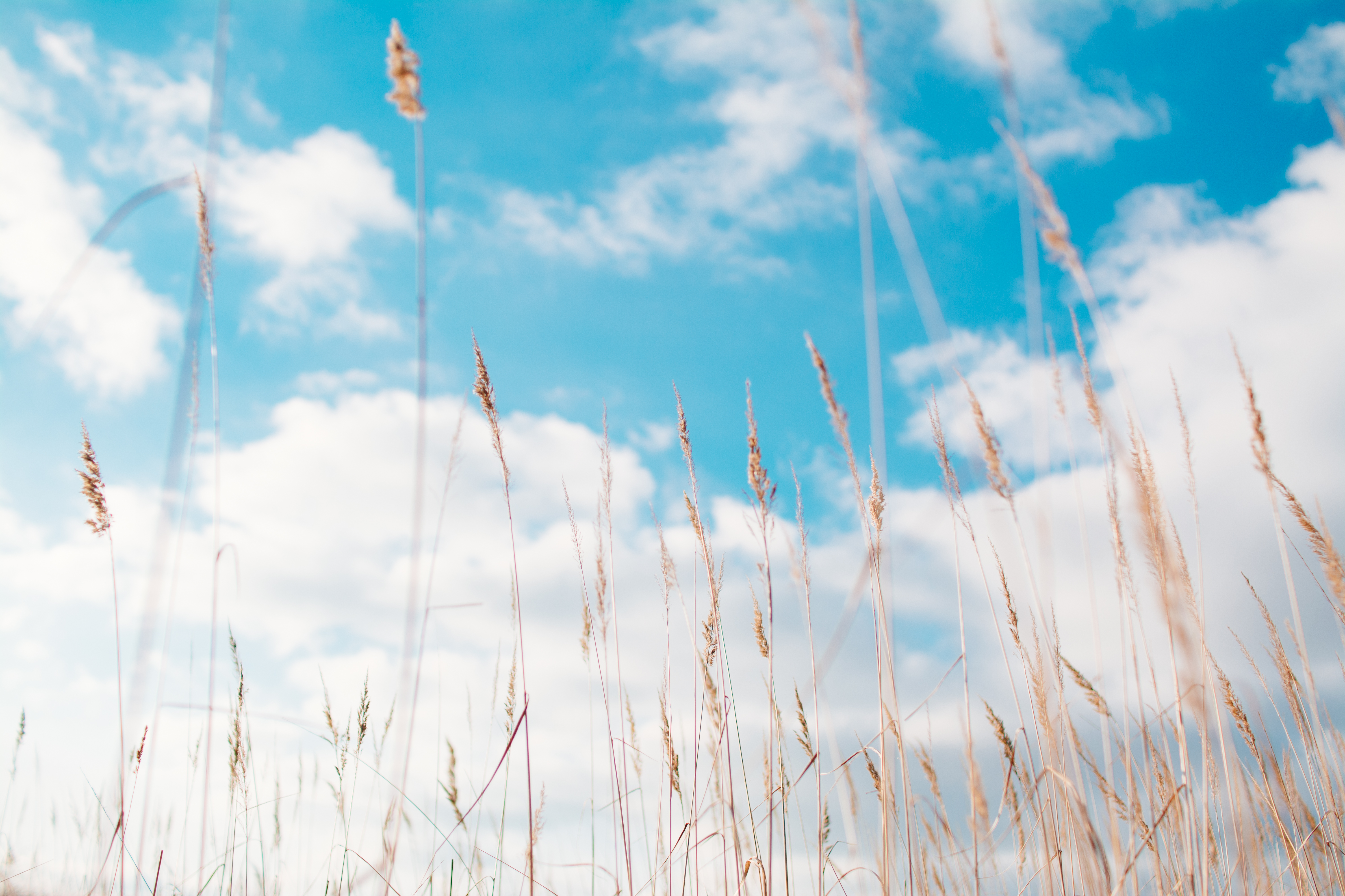 Download mobile wallpaper Grass, Sky, Earth, Cloud for free.