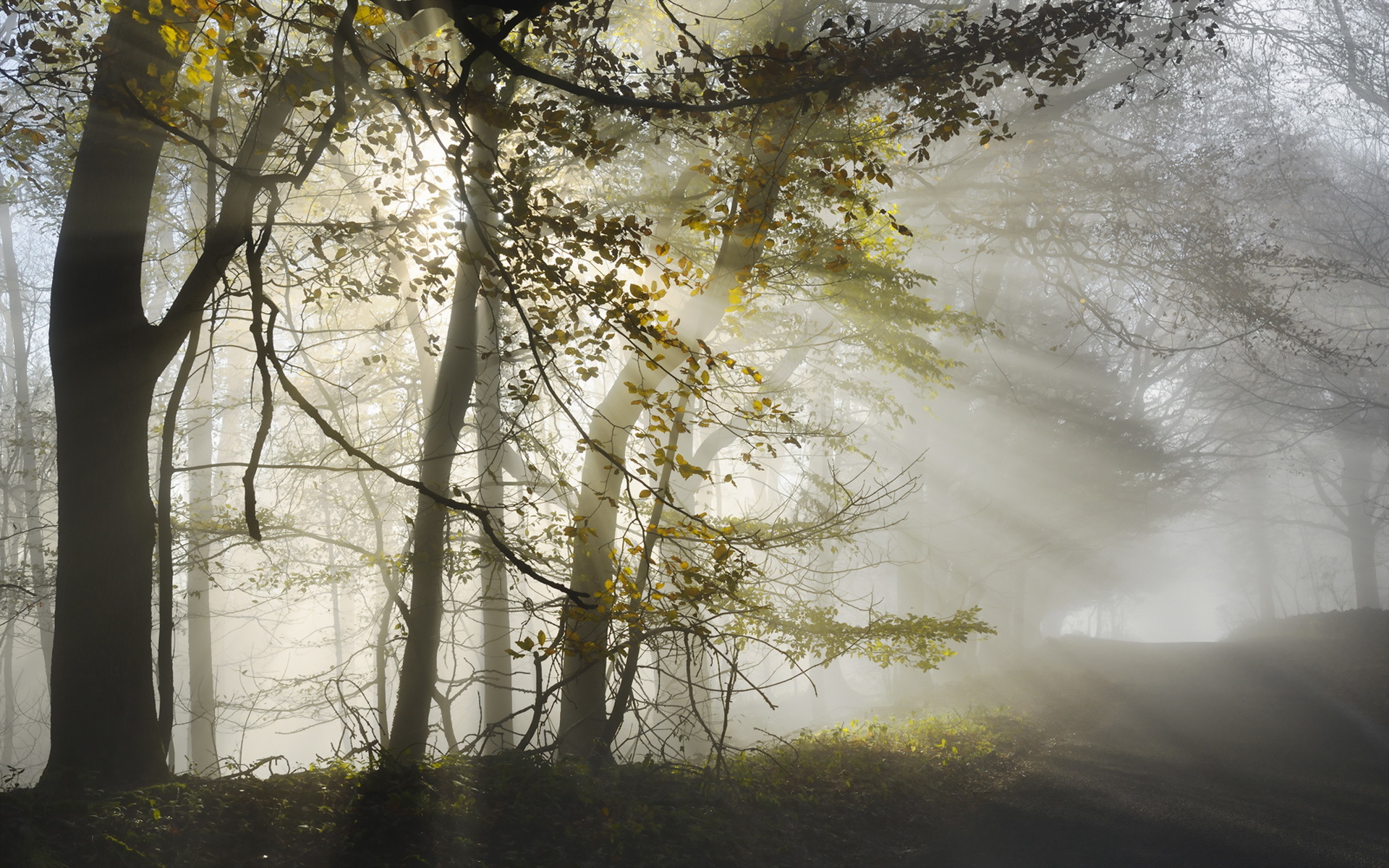 Download mobile wallpaper Nature, Tree, Fog, Earth, Sunbeam for free.