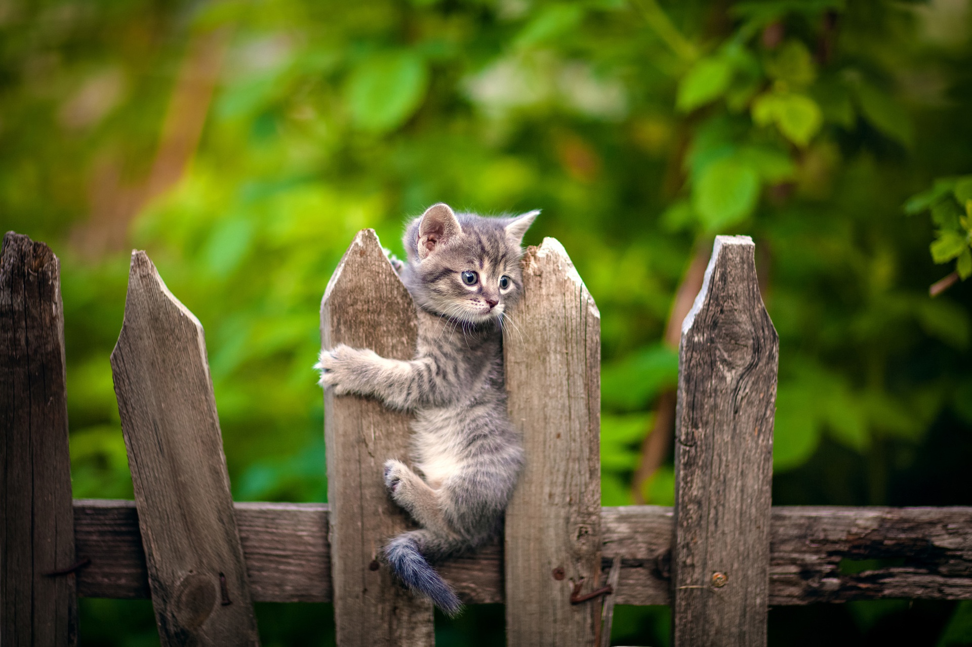 Baixar papel de parede para celular de Animais, Gatos, Gato, Gatinho, Animal Bebê gratuito.