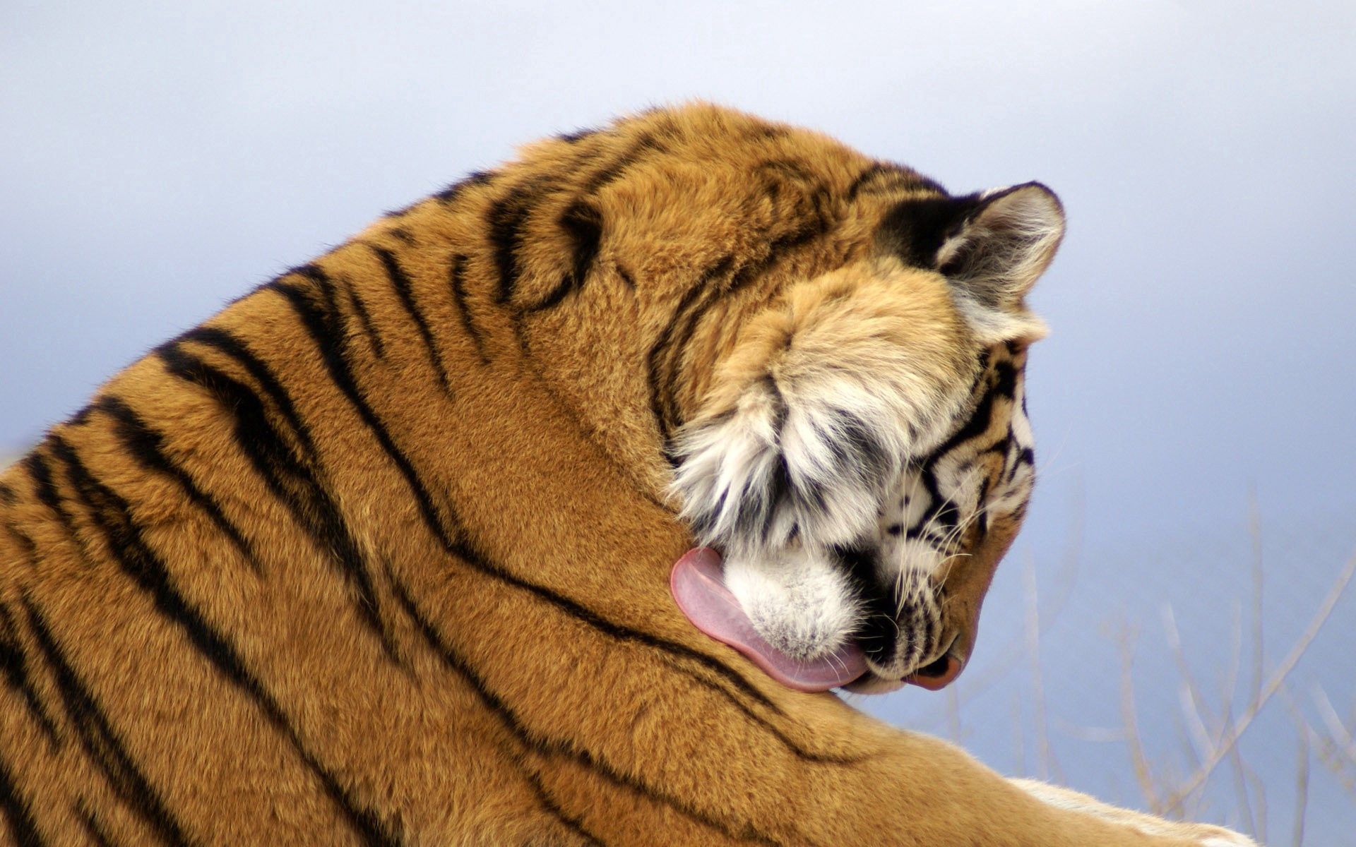 96502 скачать картинку животные, морда, хищник, большая кошка, тигр, умываться, гигиена - обои и заставки бесплатно