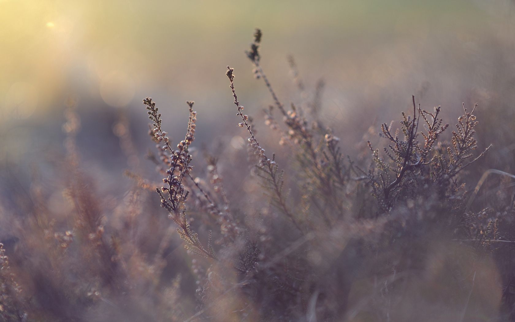 Laden Sie das Grass, Bush, Glatt, Unschärfe, Makro, Pflanze-Bild kostenlos auf Ihren PC-Desktop herunter