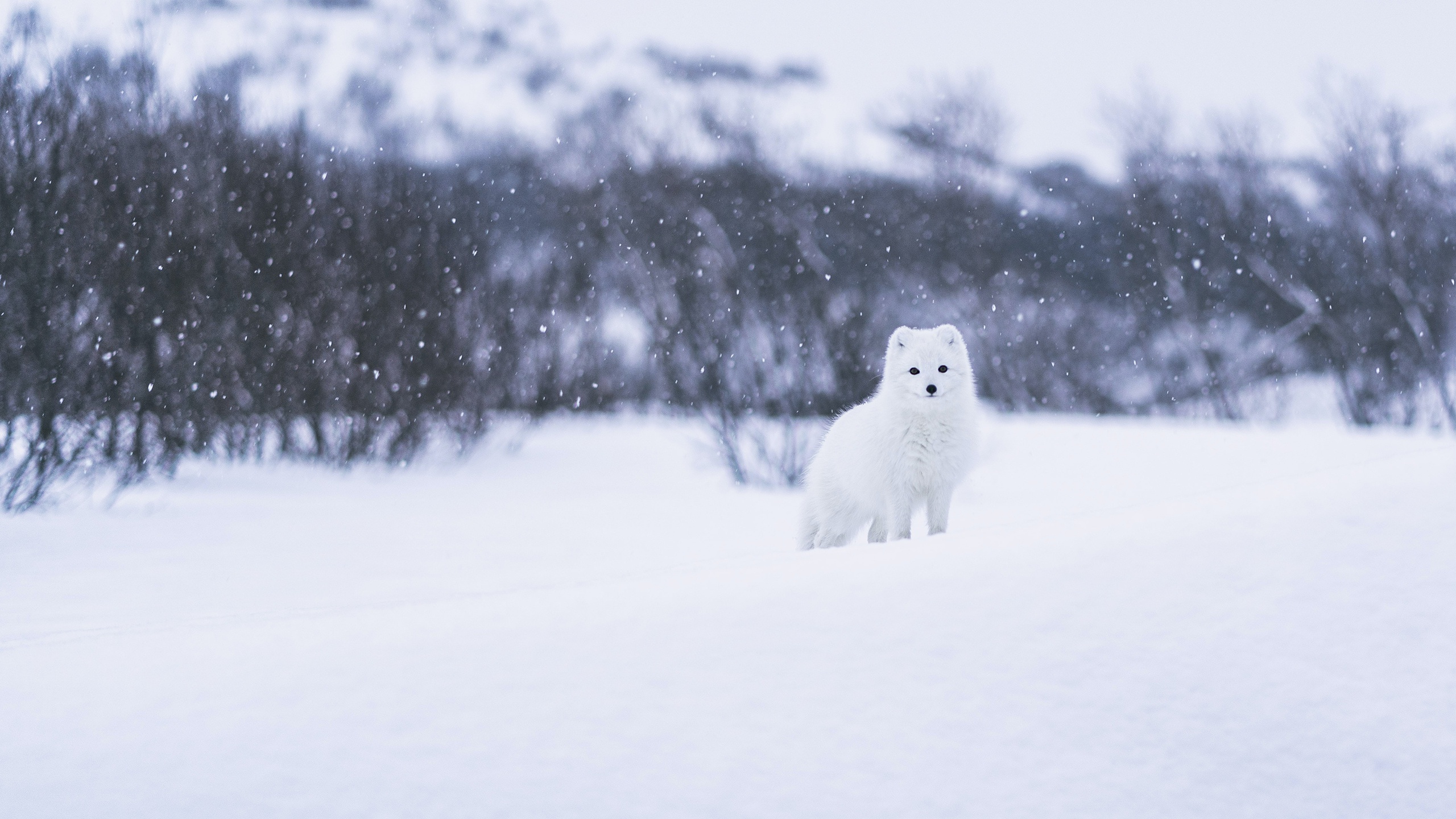 Скачать обои бесплатно Животные, Зима, Собаки, Снег, Арктическая Лиса картинка на рабочий стол ПК