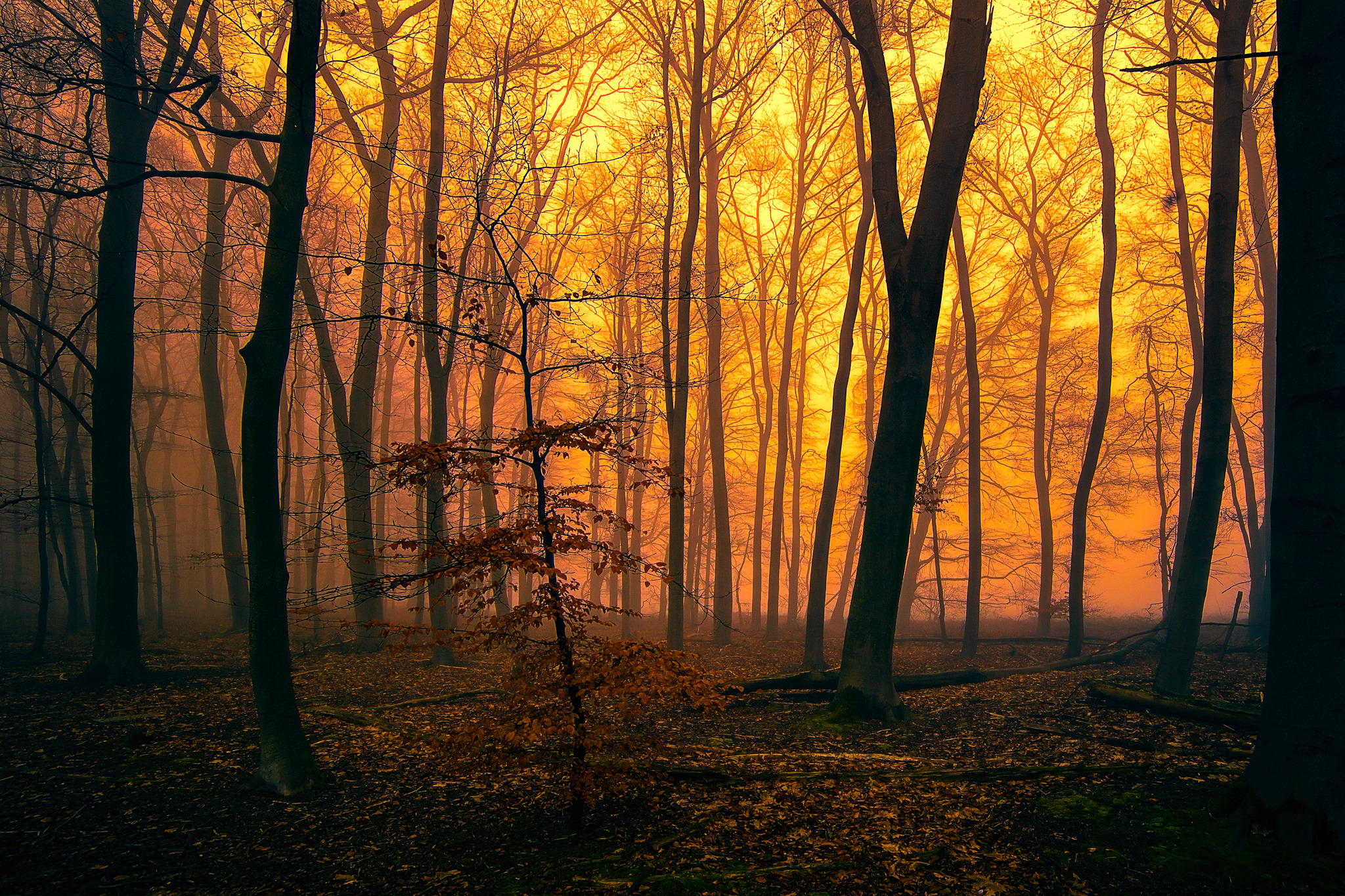 Handy-Wallpaper Wald, Erde/natur kostenlos herunterladen.