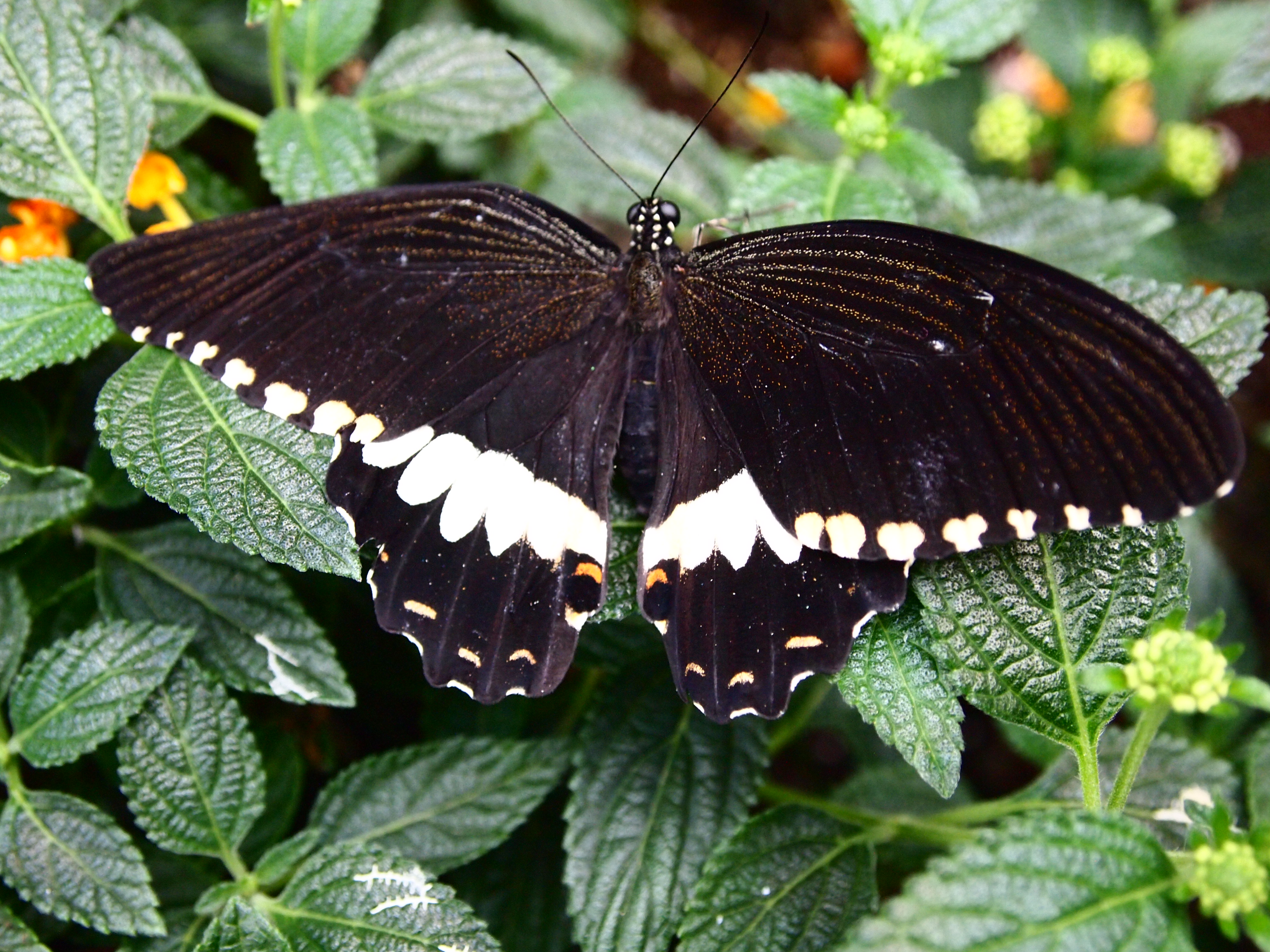 Free download wallpaper Butterfly, Animal on your PC desktop