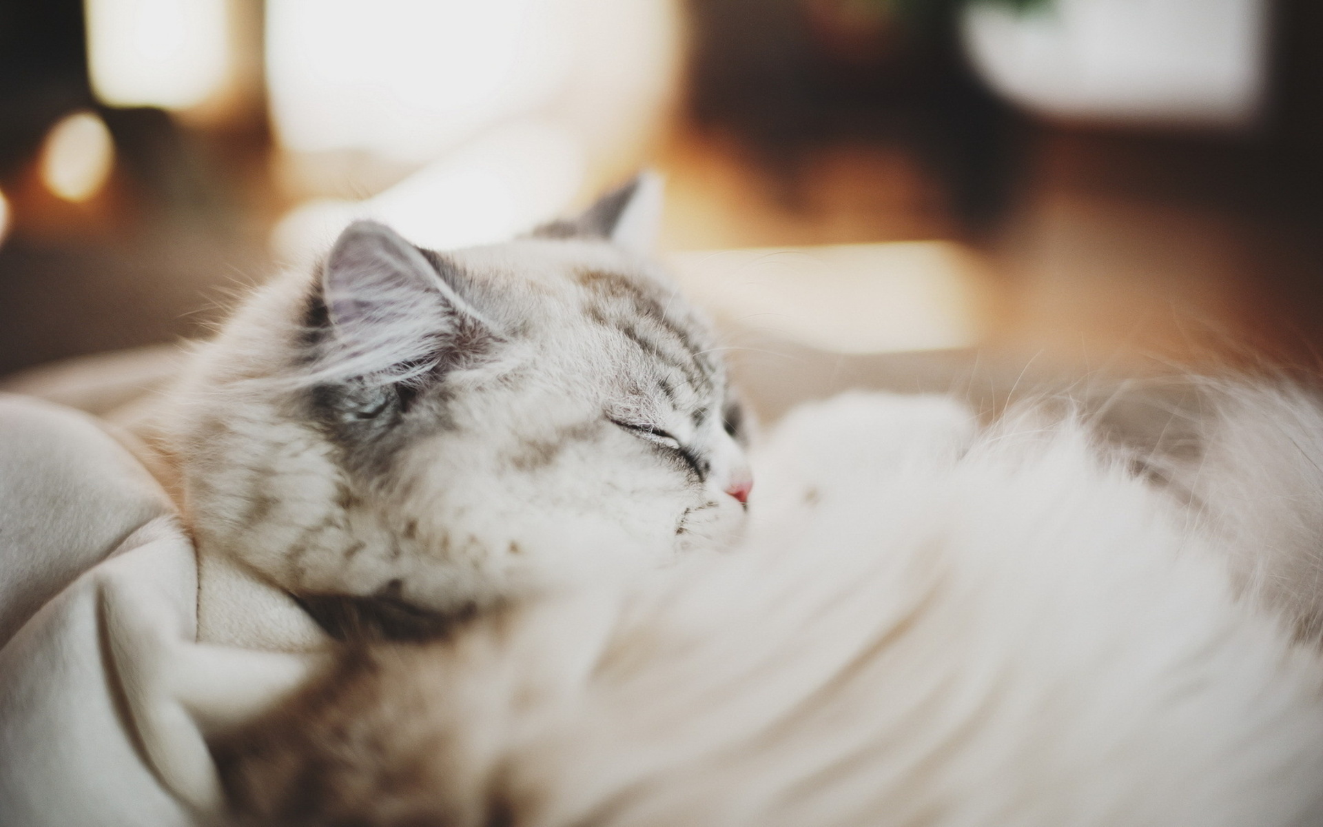 Baixe gratuitamente a imagem Animais, Gatos, Gato na área de trabalho do seu PC