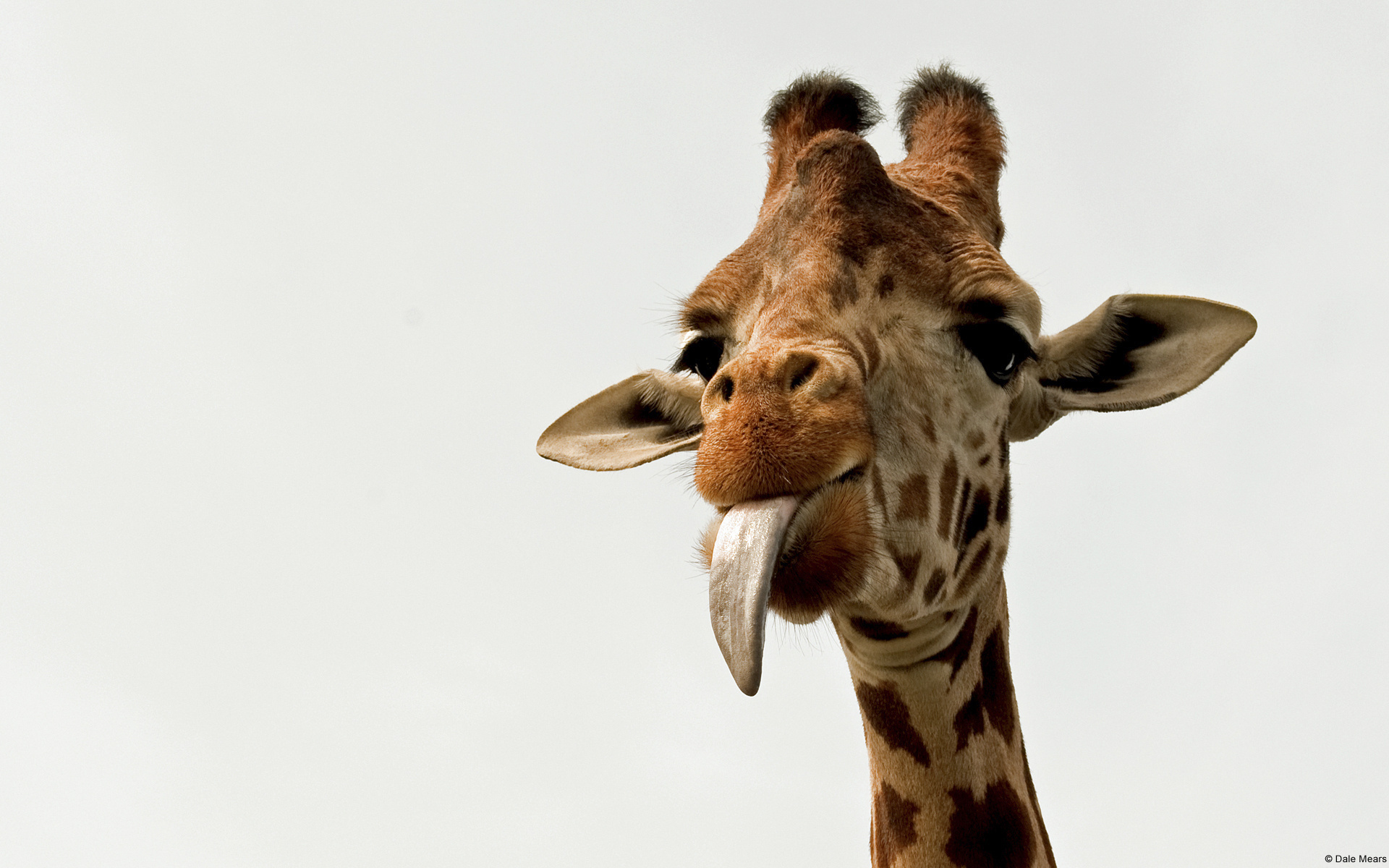 540281 Hintergrundbild herunterladen tiere, giraffe - Bildschirmschoner und Bilder kostenlos