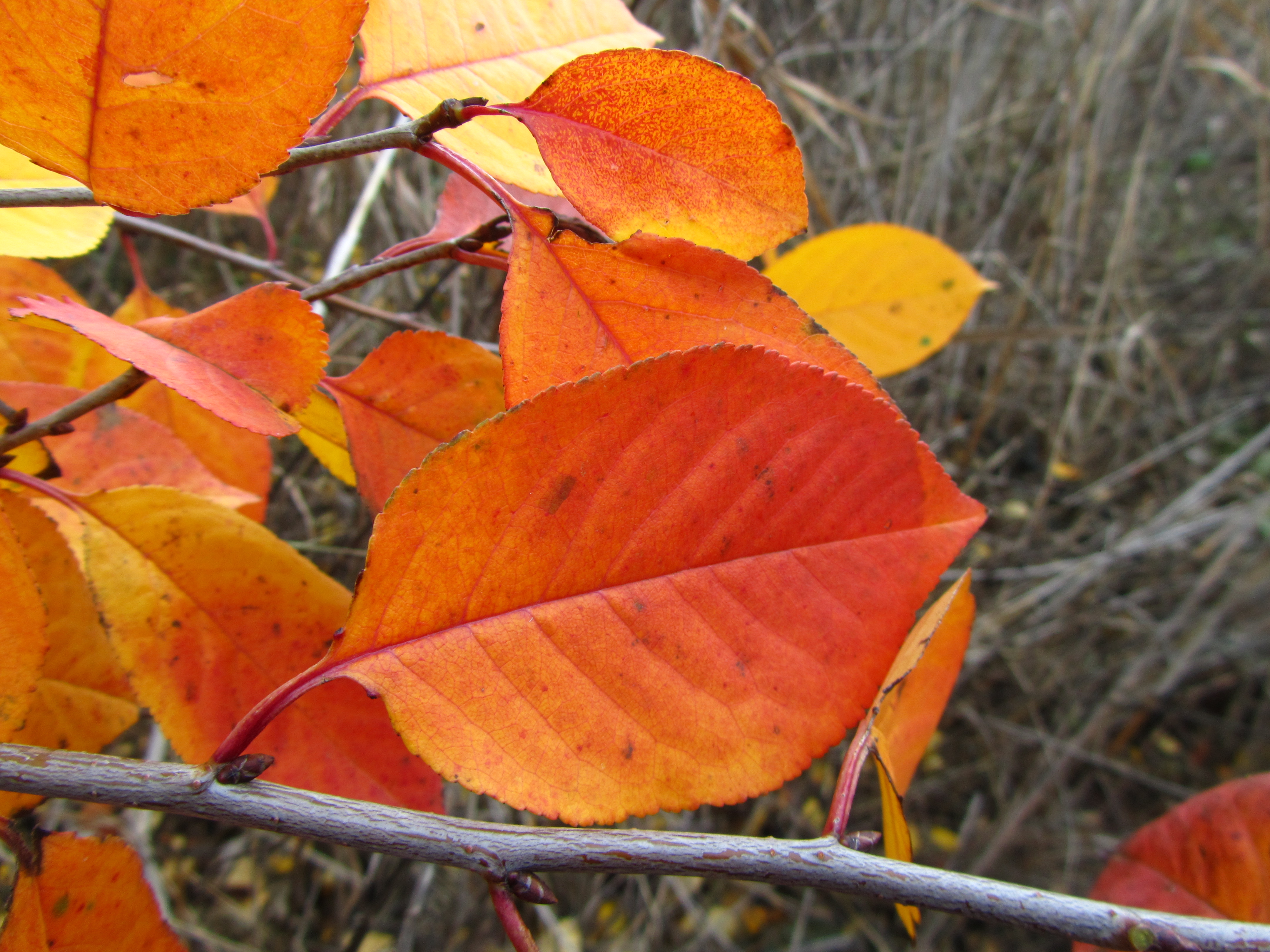 Descarga gratuita de fondo de pantalla para móvil de Otoño, Tierra/naturaleza.