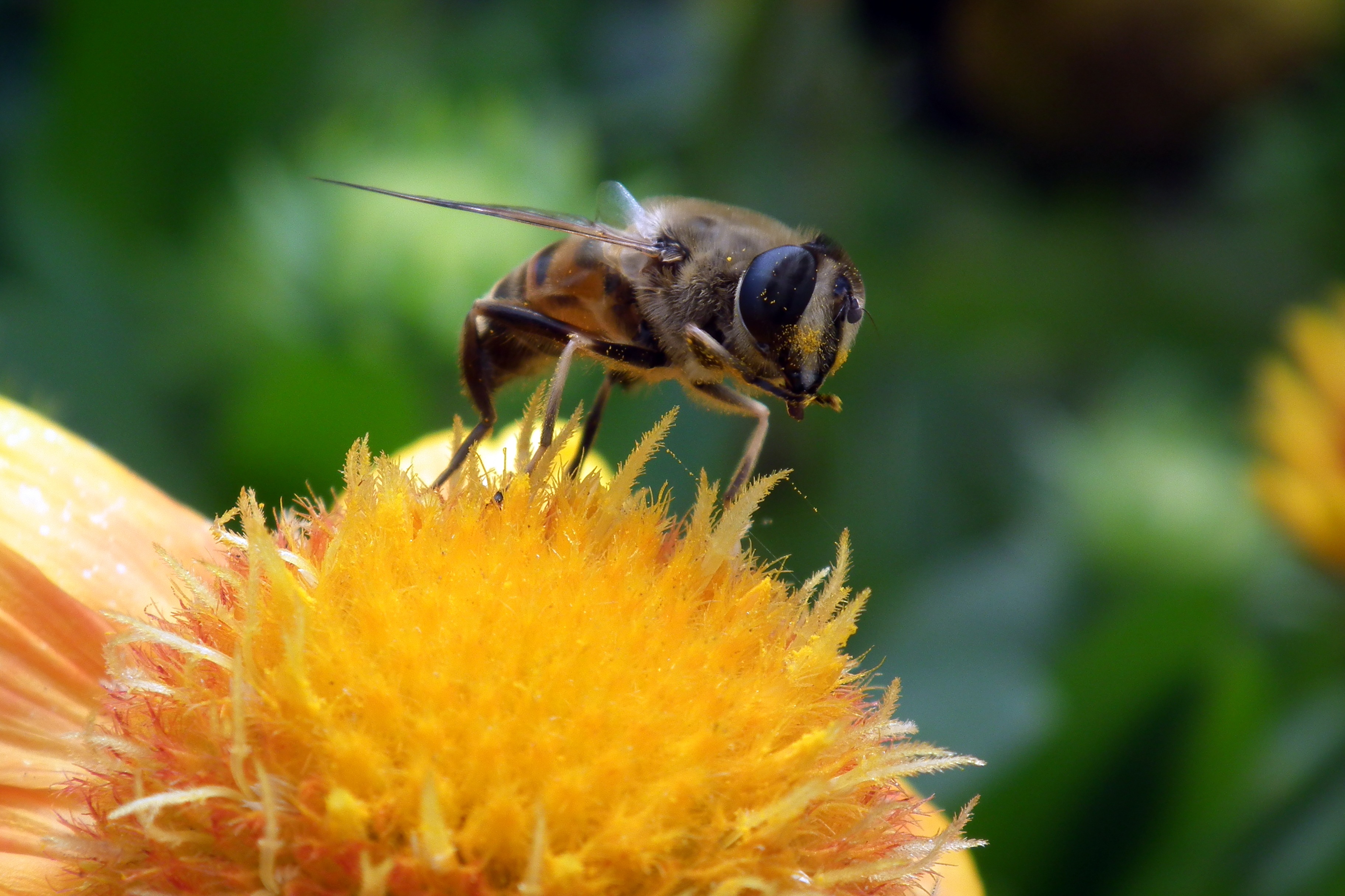 bee, flower, macro, close up, pollination